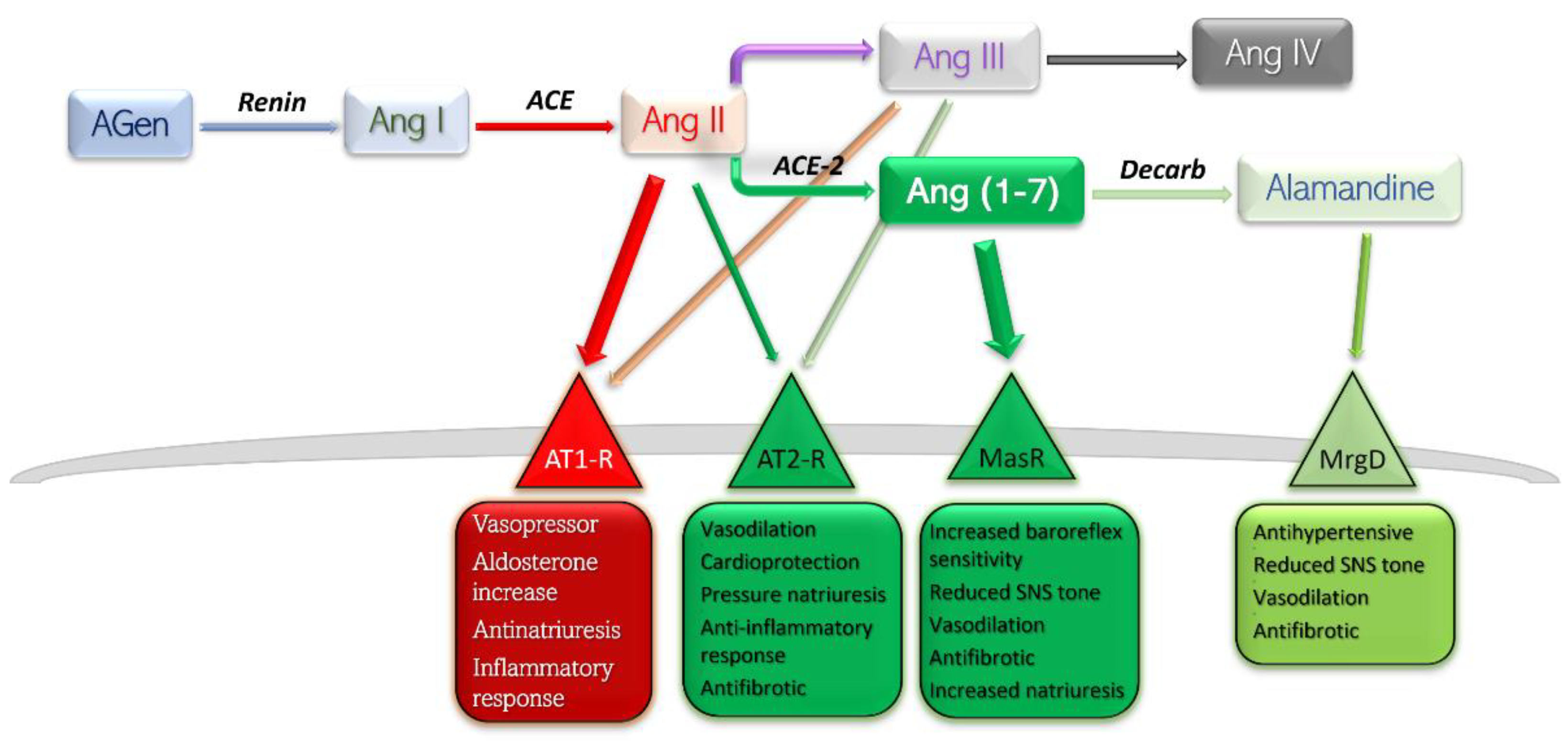 Pharmaceutics | Free Full-Text | The Impact of Angiotensin-Converting  Enzyme-2/Angiotensin 1-7 Axis in Establishing Severe COVID-19 Consequences
