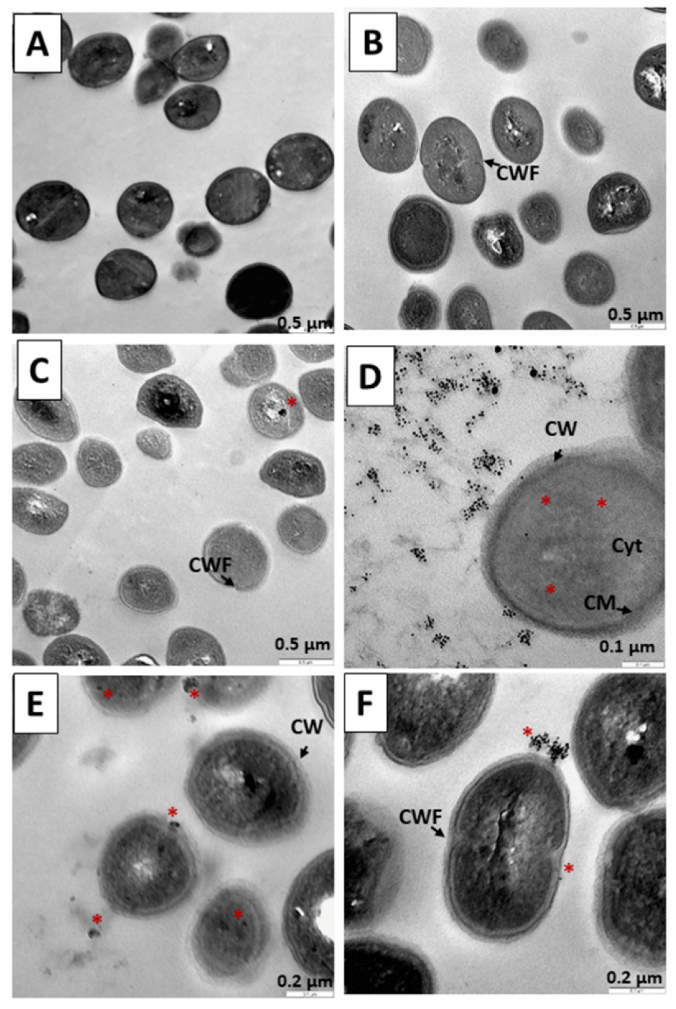Pharmaceutics 14 01941 g011