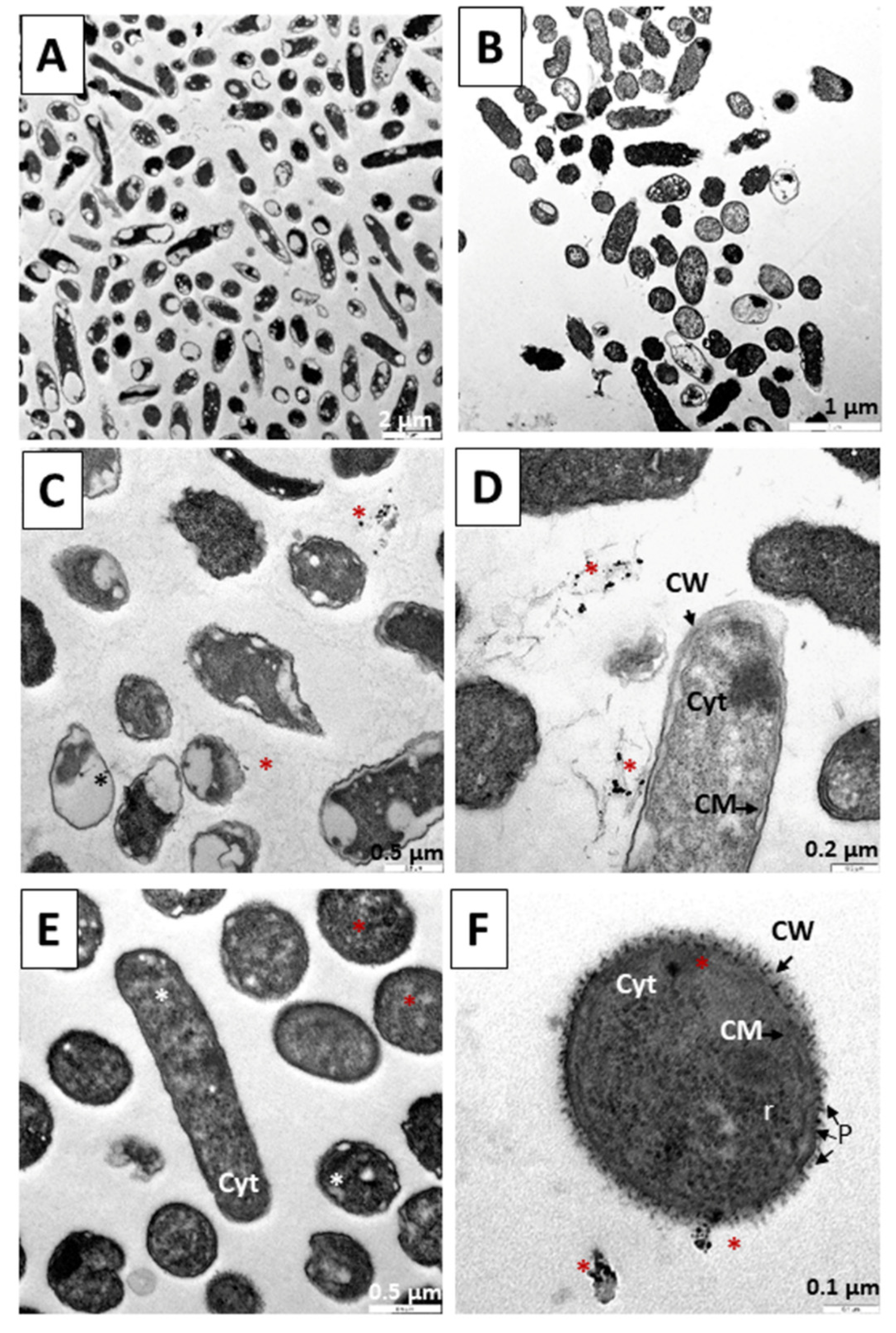 Pharmaceutics 14 01941 g013