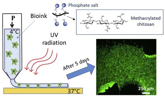 Pharmaceutics | Free Full-Text | 3D Bioprinted Chitosan-Based Hydrogel ...