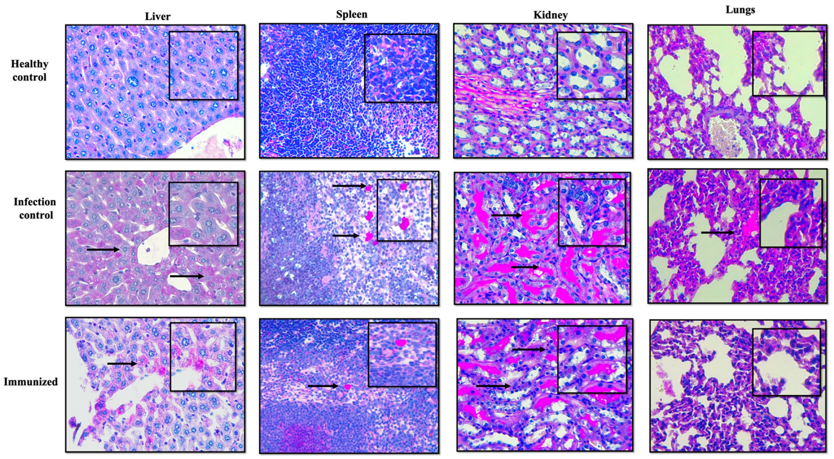 Pharmaceutics 14 01989 g007 Pharmaceutics 14 01989 g007