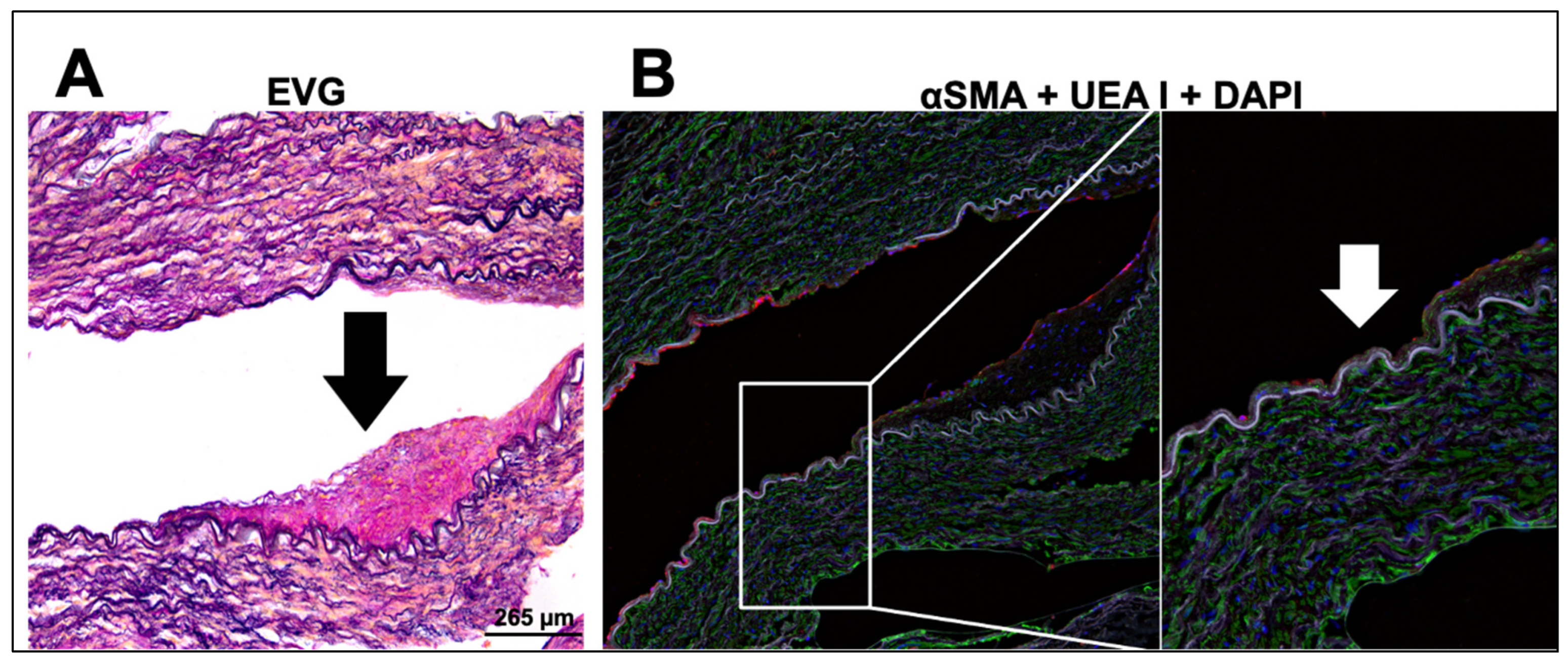 Pharmaceutics 14 02046 g006
