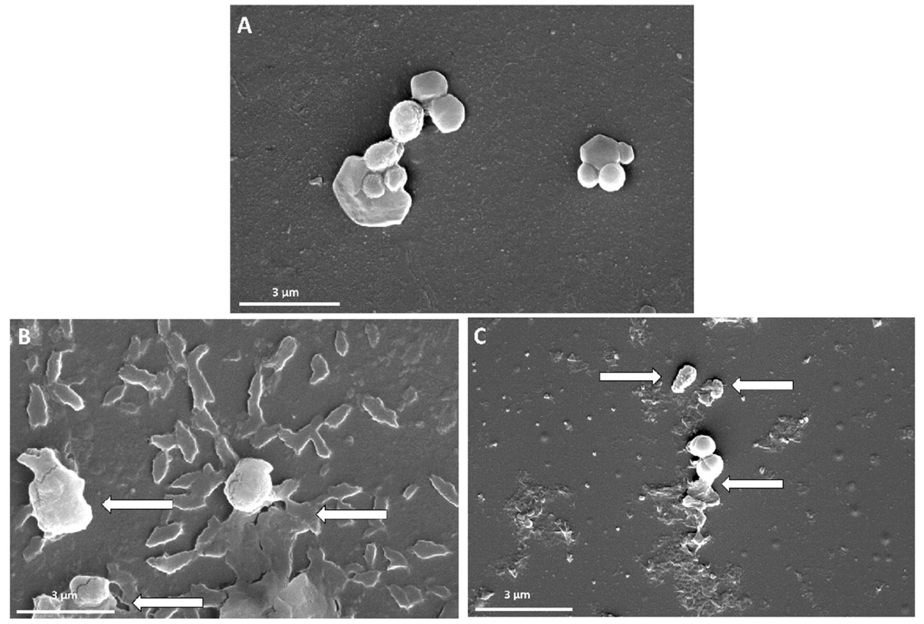 Pharmaceutics 14 02049 g008