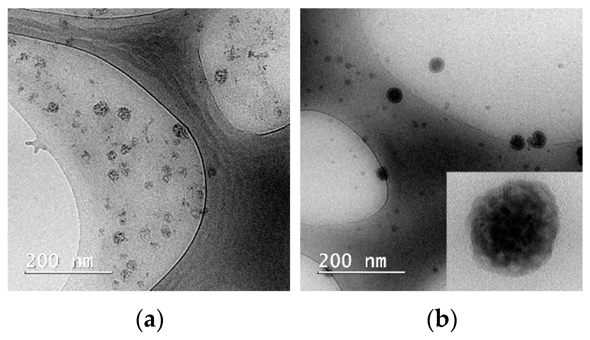 Pharmaceutics 14 02137 g002 Pharmaceutics 14 02137 g002