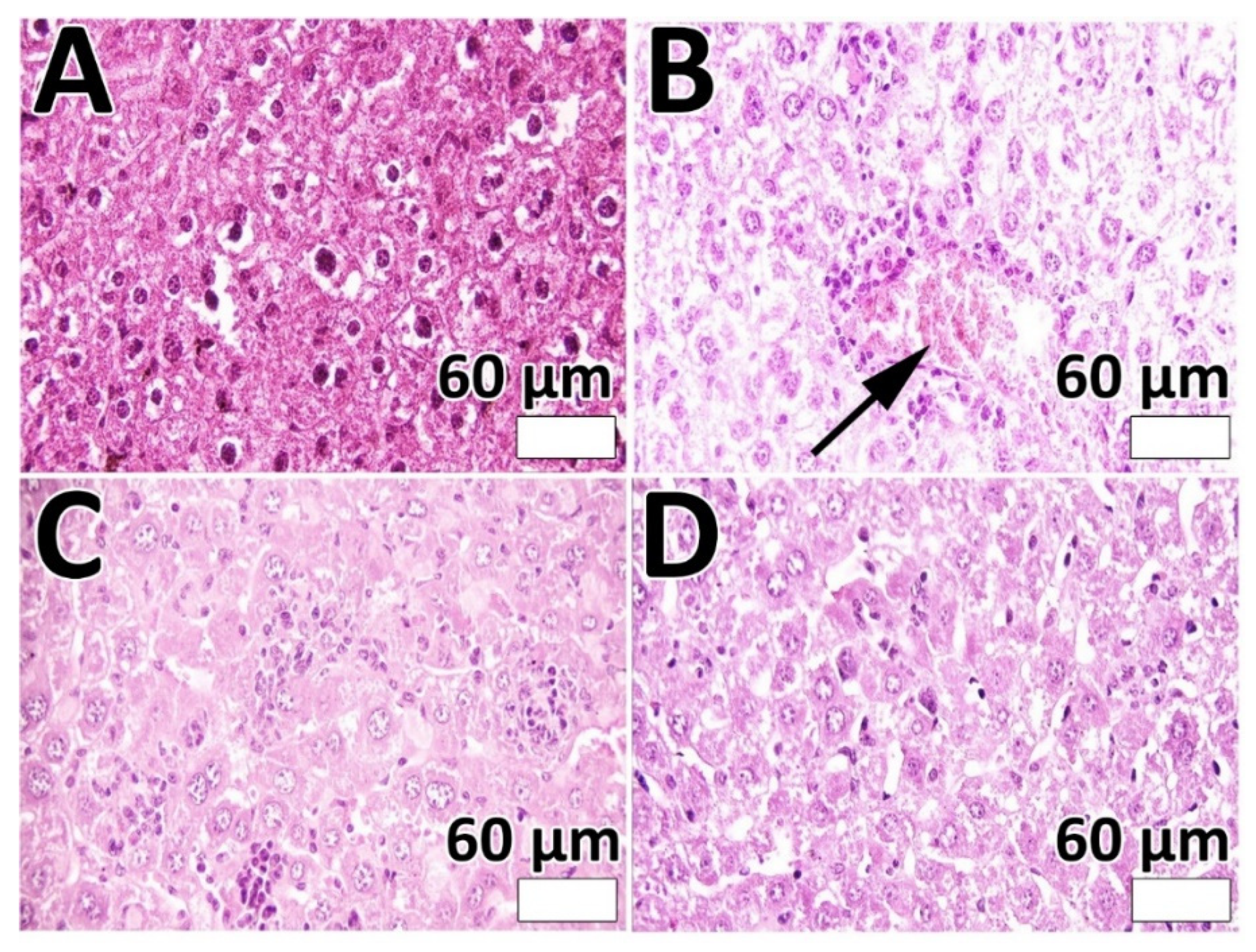 Pharmaceutics 14 02183 g007 Pharmaceutics 14 02183 g007
