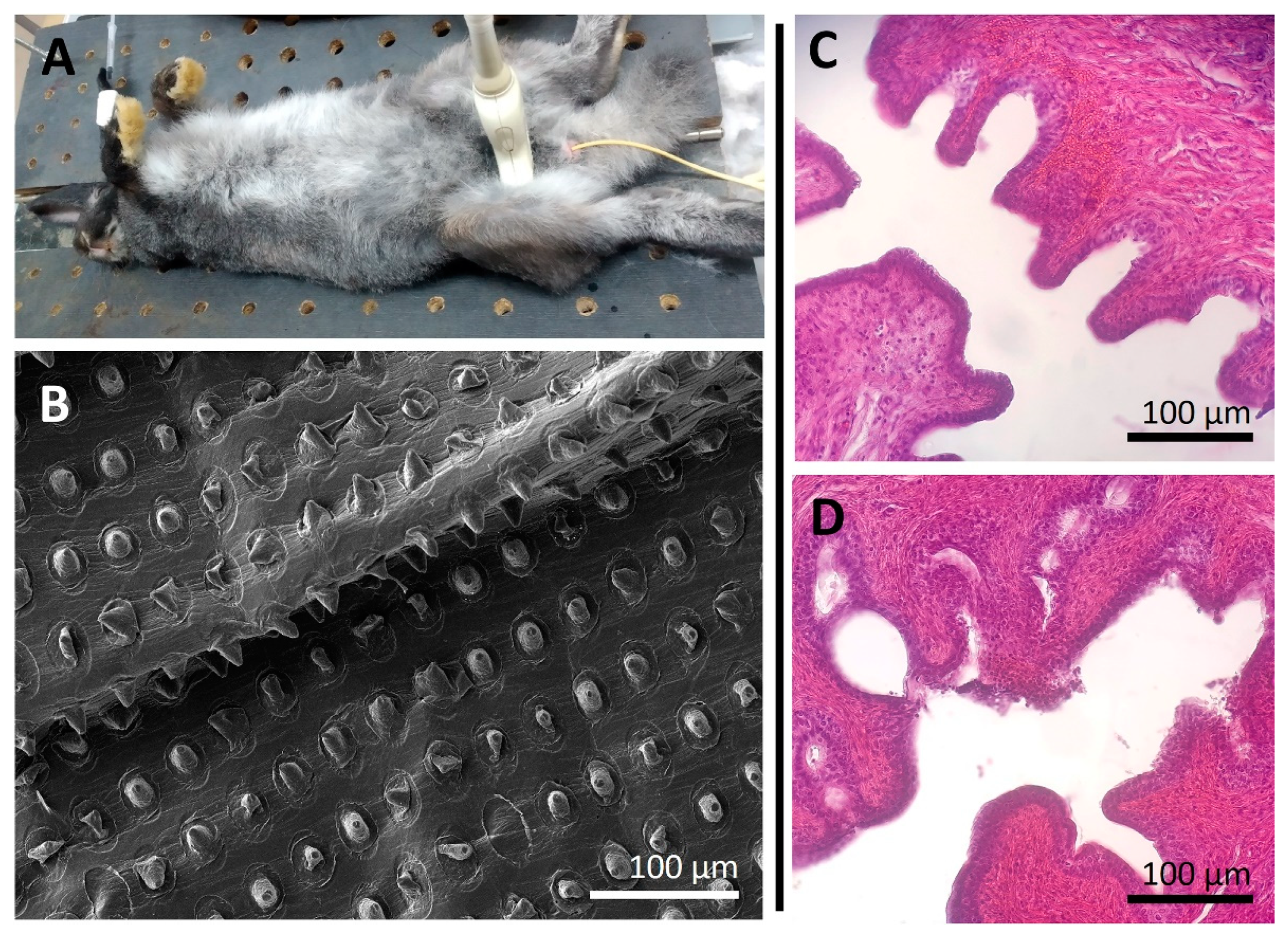 Pharmaceutics 14 02186 g004 Pharmaceutics 14 02186 g004
