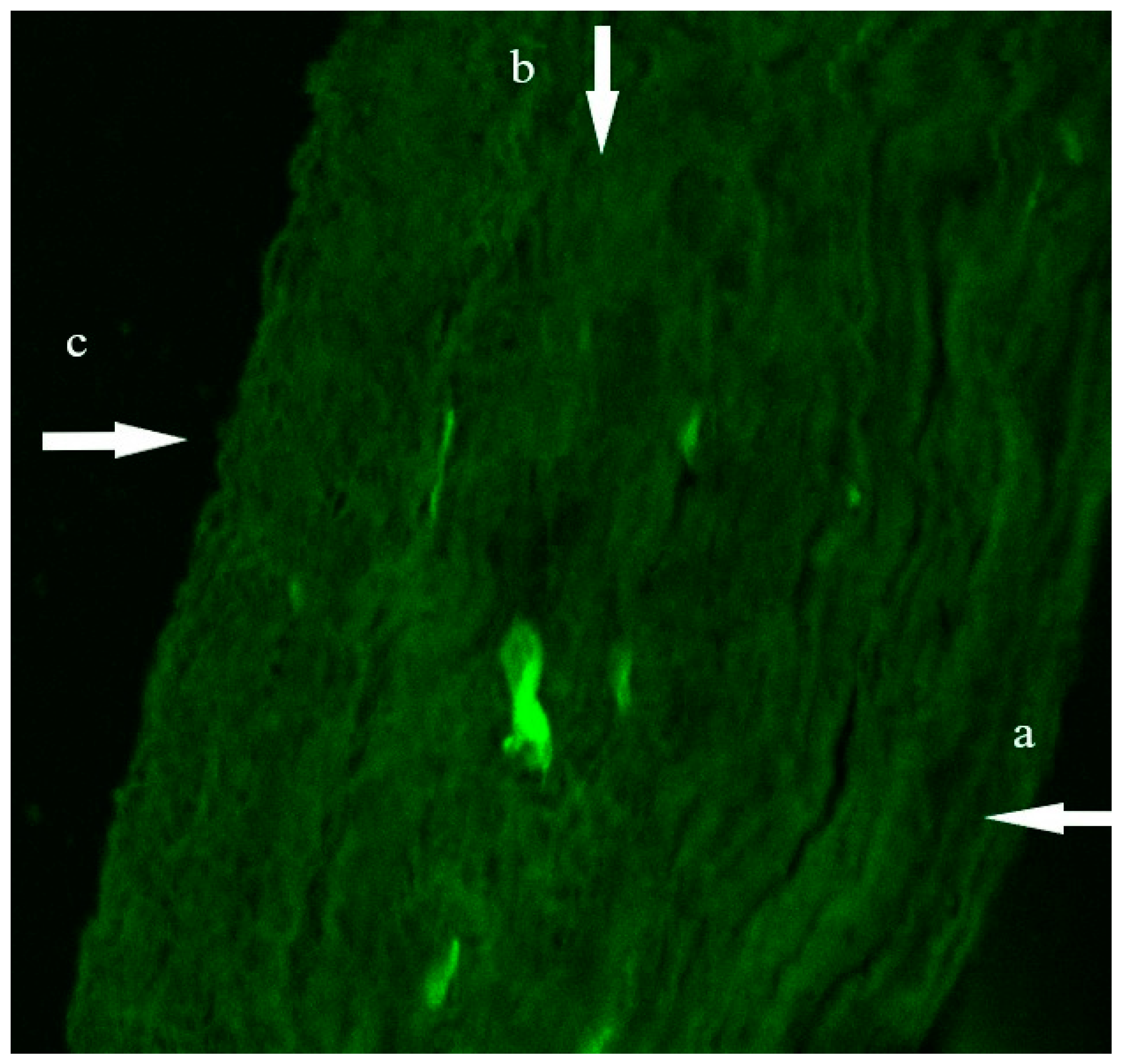 Pharmaceutics 14 02215 g008