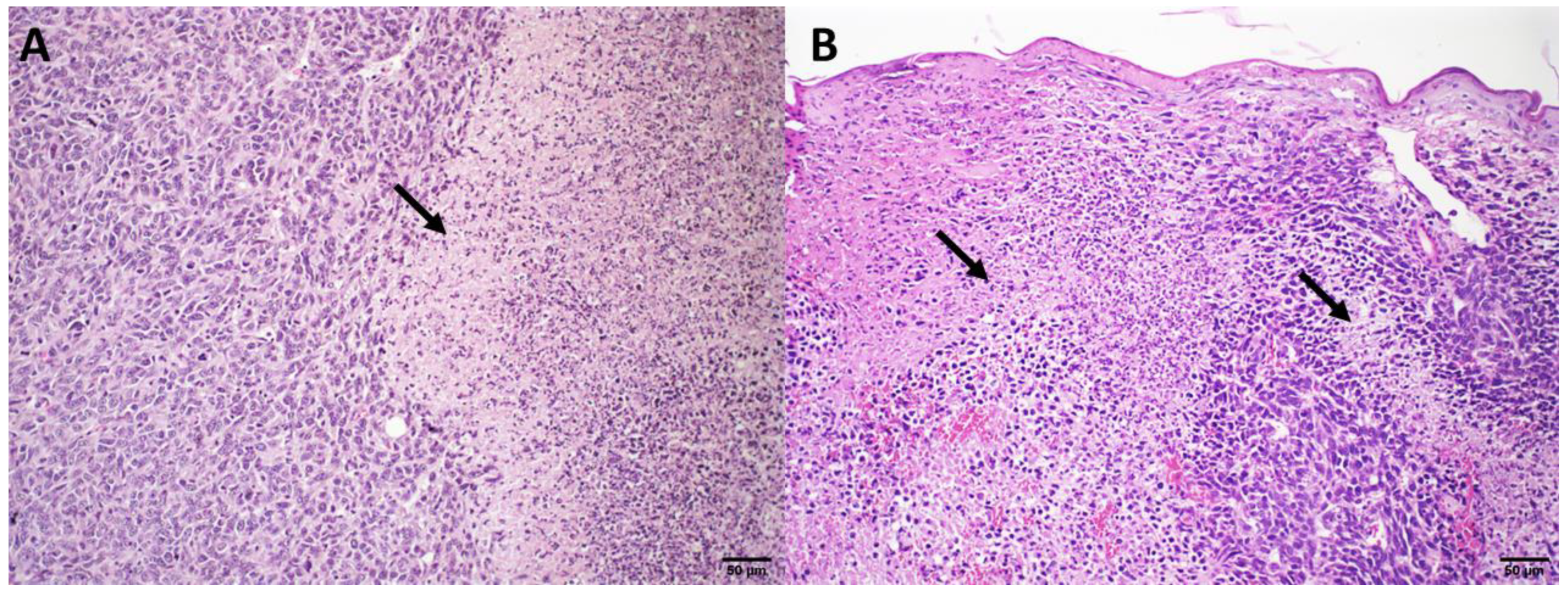Pharmaceutics 14 02256 g005 Pharmaceutics 14 02256 g005