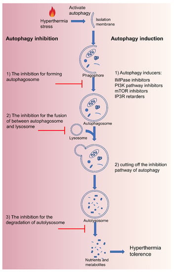 Pharmaceutics 14 02279 g003 550