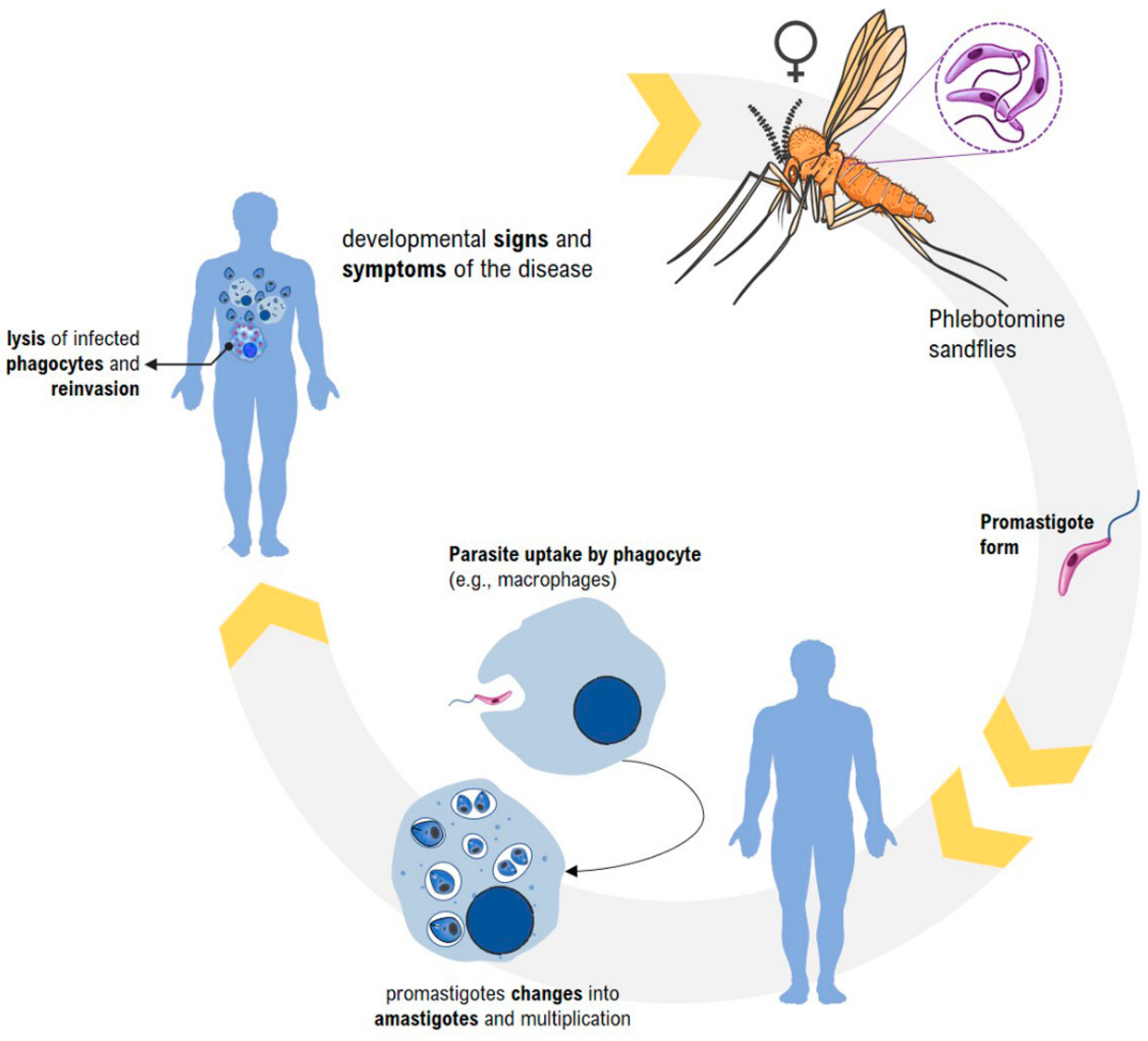 Pharmaceutics 14 02339 g002