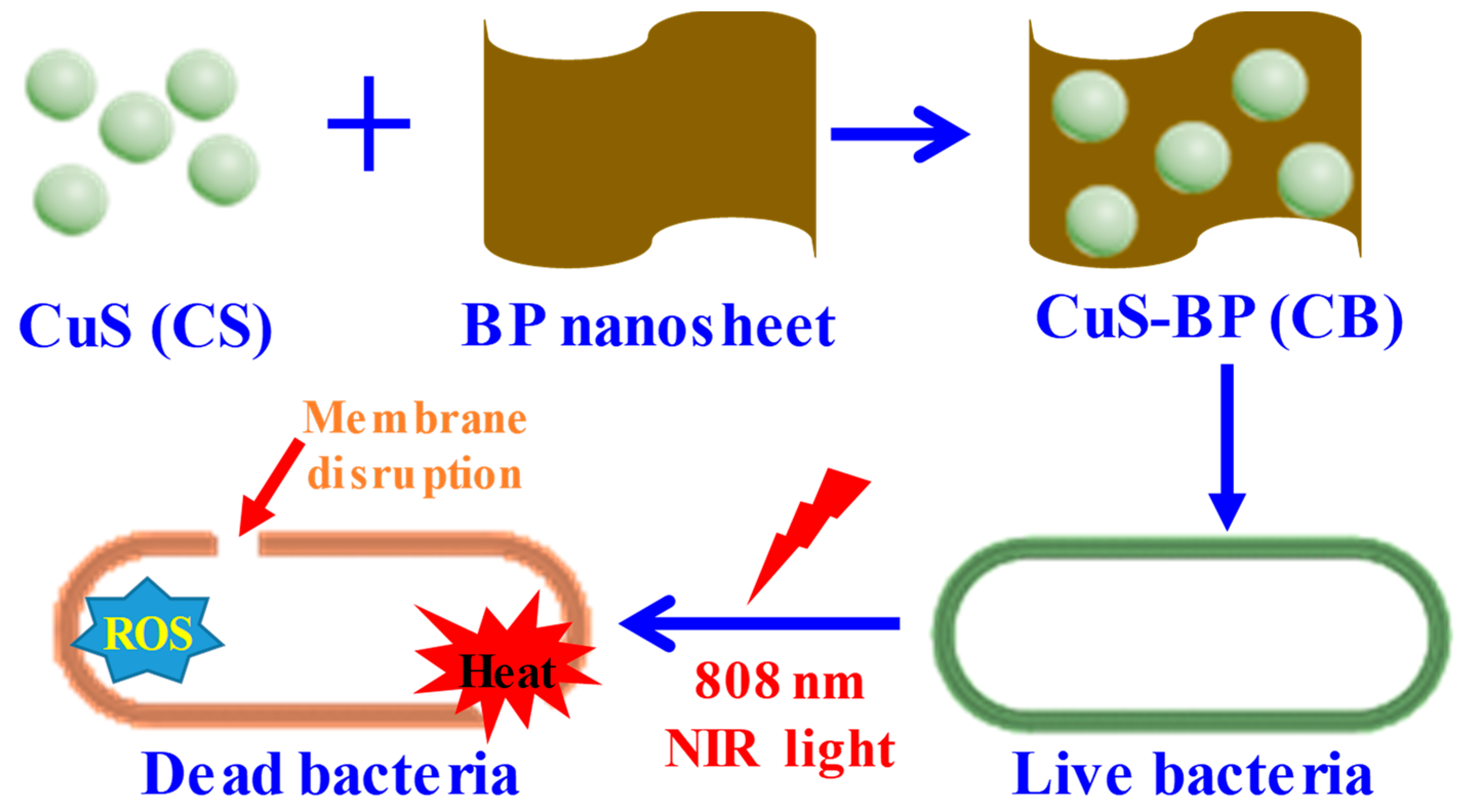 Pharmaceutics | Free Full-Text | Photo-Stimuli-Responsive CuS ...