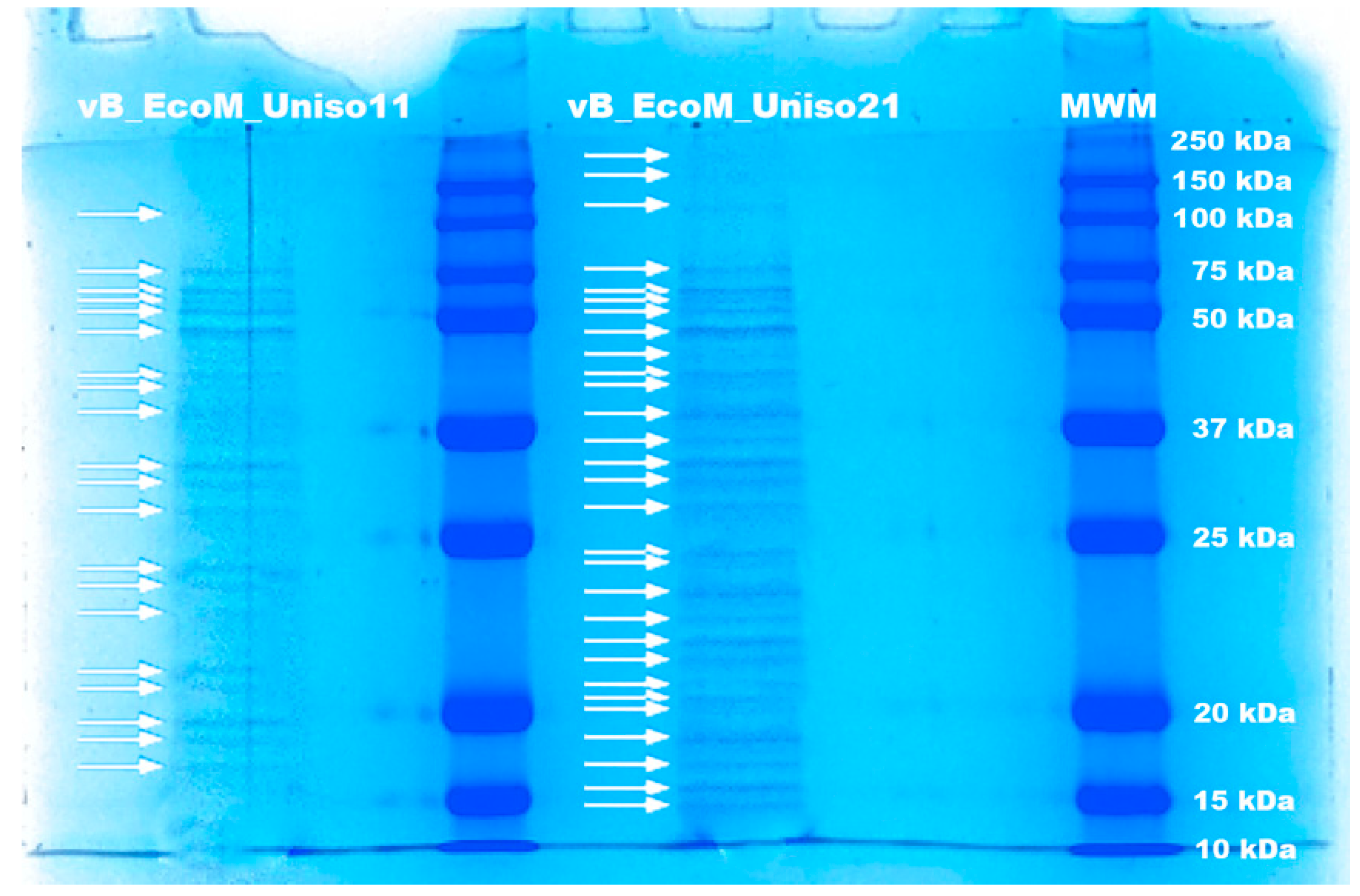 Pharmaceutics 14 02344 g009 Pharmaceutics 14 02344 g009
