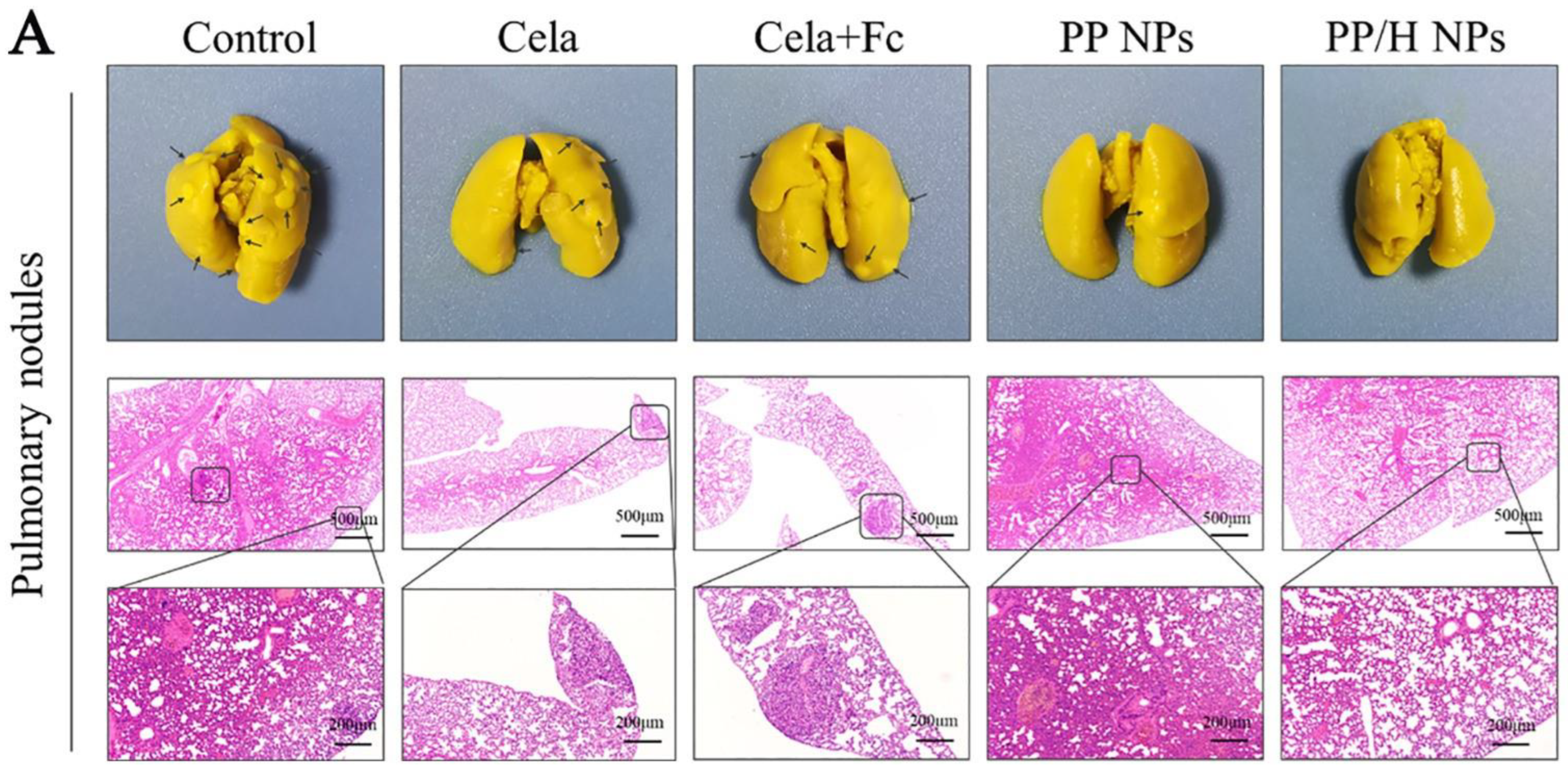 Pharmaceutics 14 02432 g005