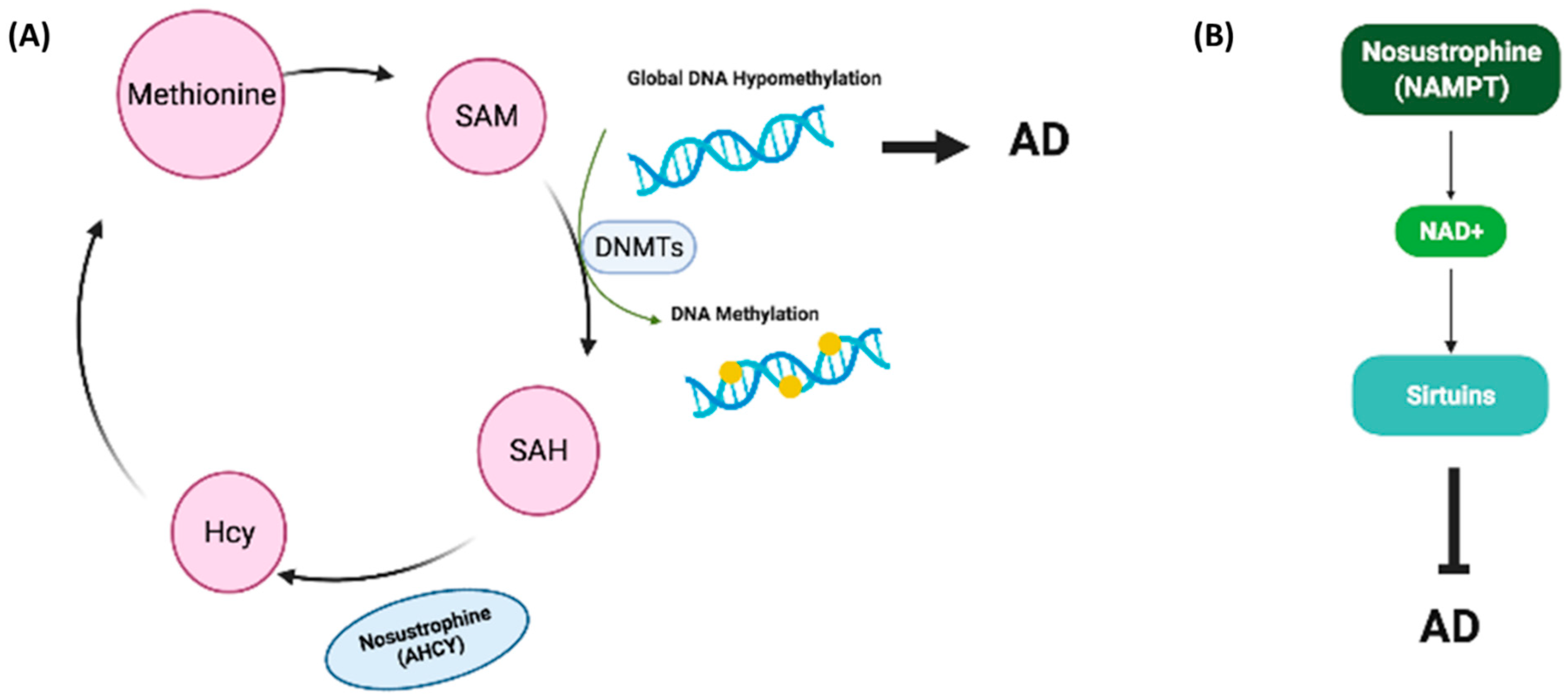 Pharmaceutics 14 02447 g013