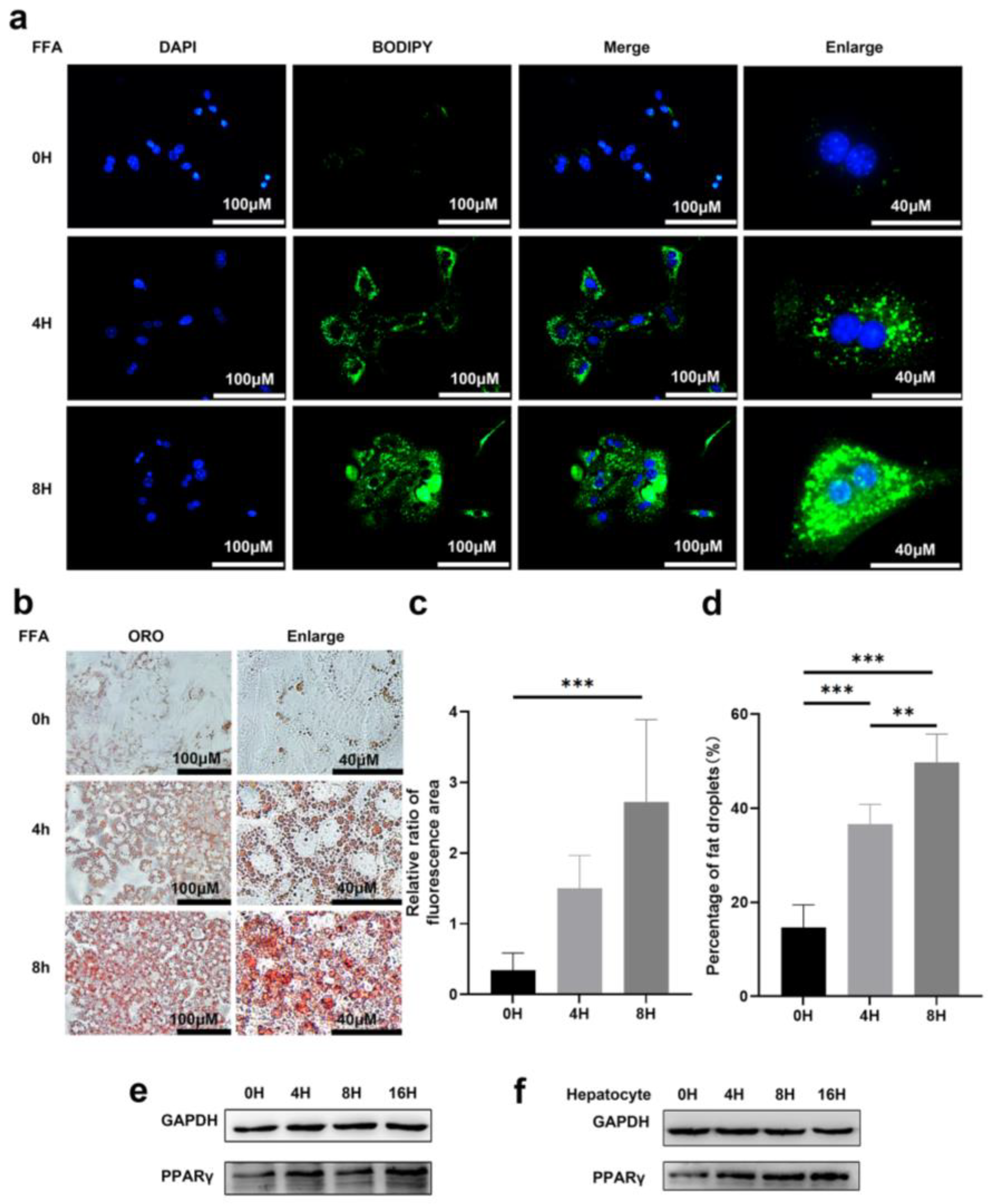 Pharmaceutics 14 02460 g001
