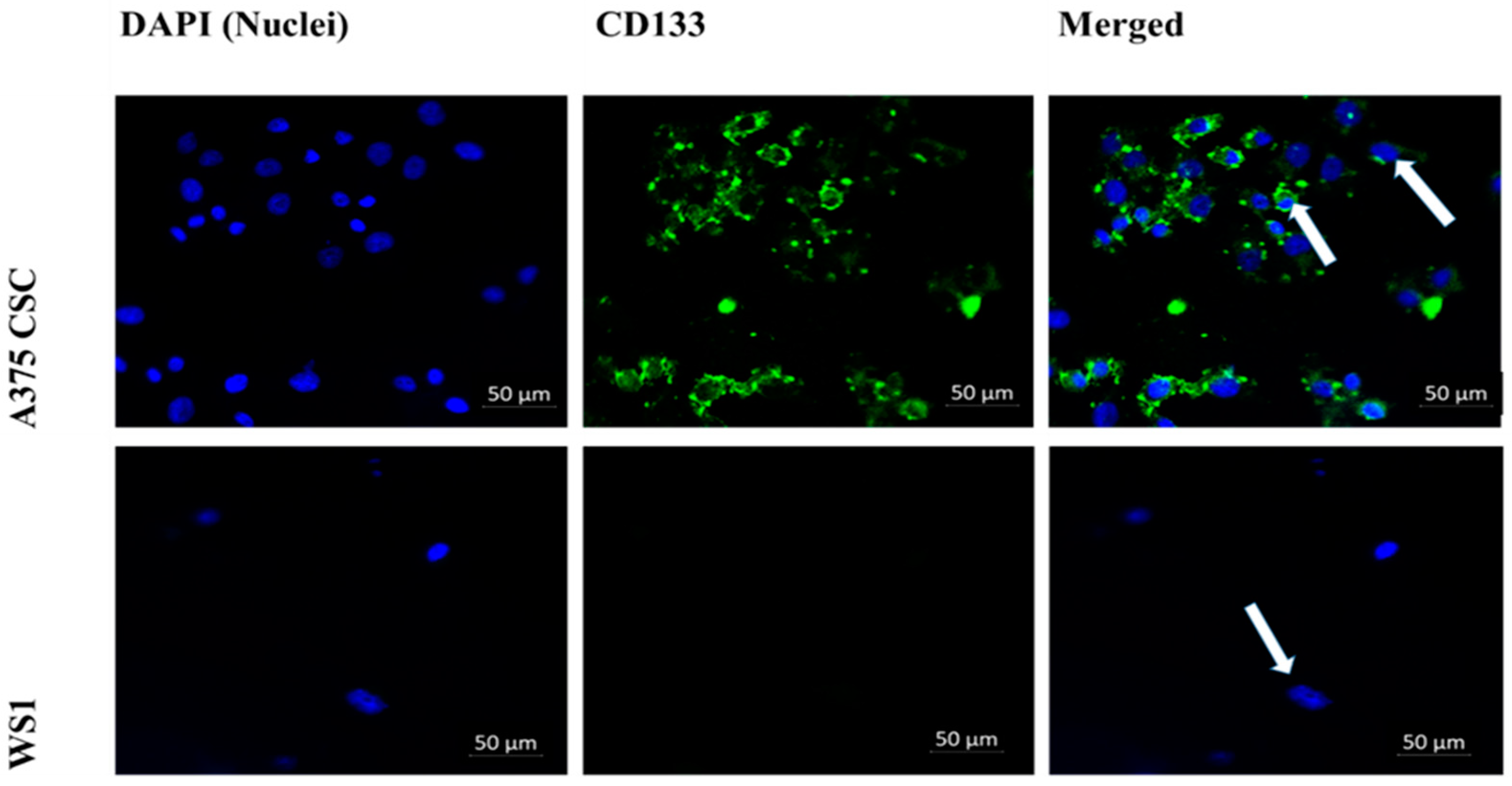 Pharmaceutics 14 02474 g001 Pharmaceutics 14 02474 g001