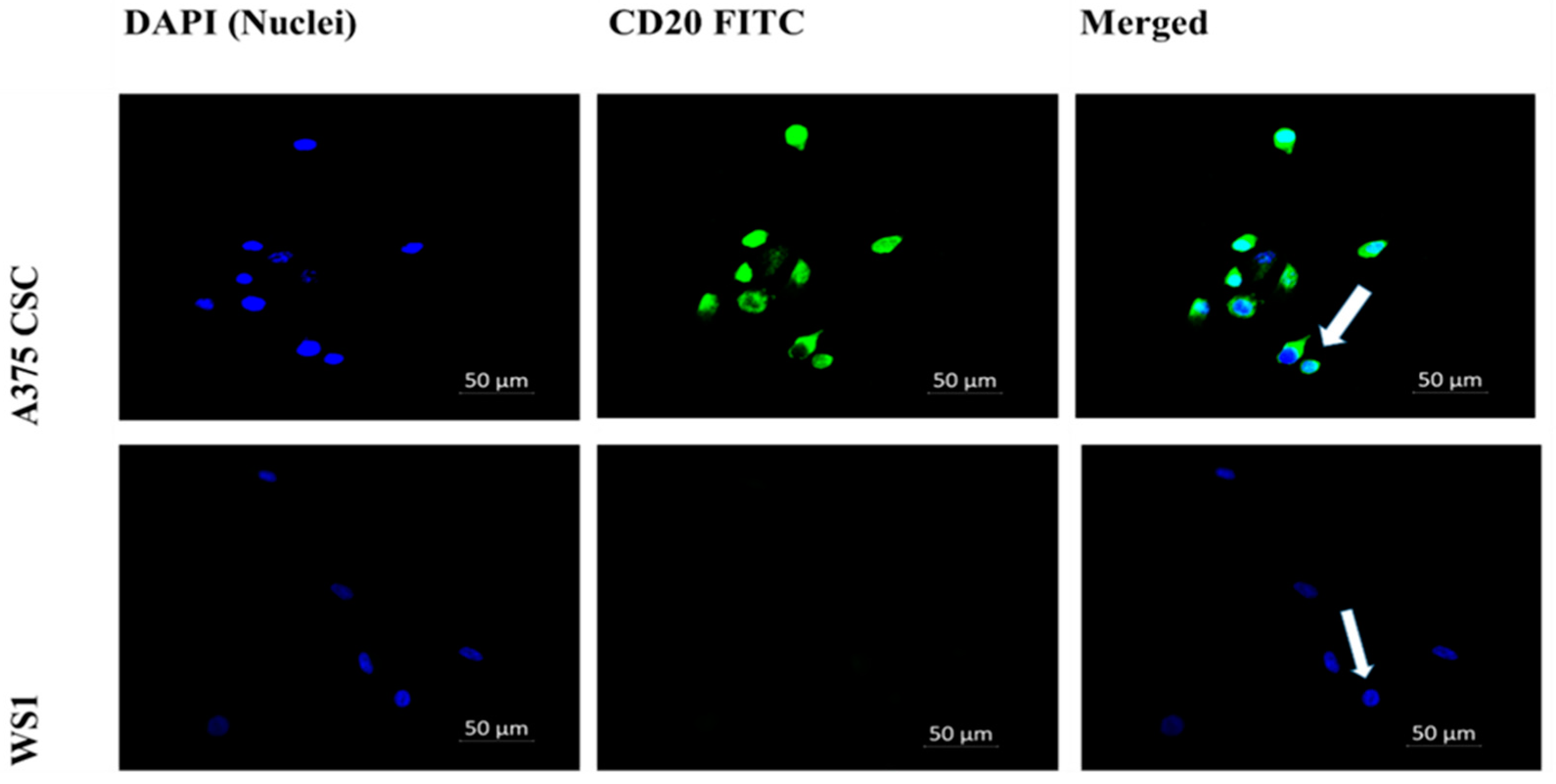 Pharmaceutics 14 02474 g002 Pharmaceutics 14 02474 g002