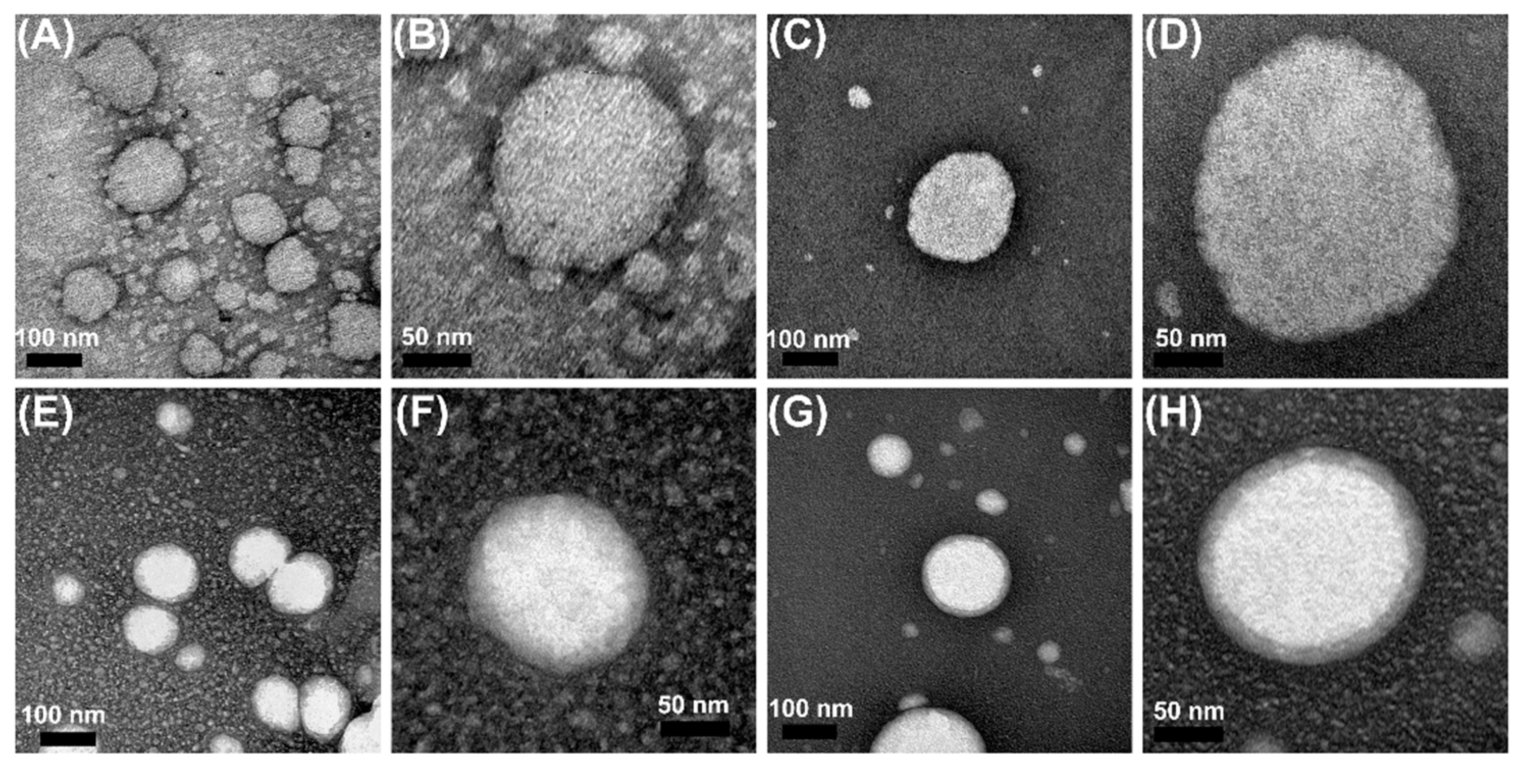 Pharmaceutics 14 02525 g006