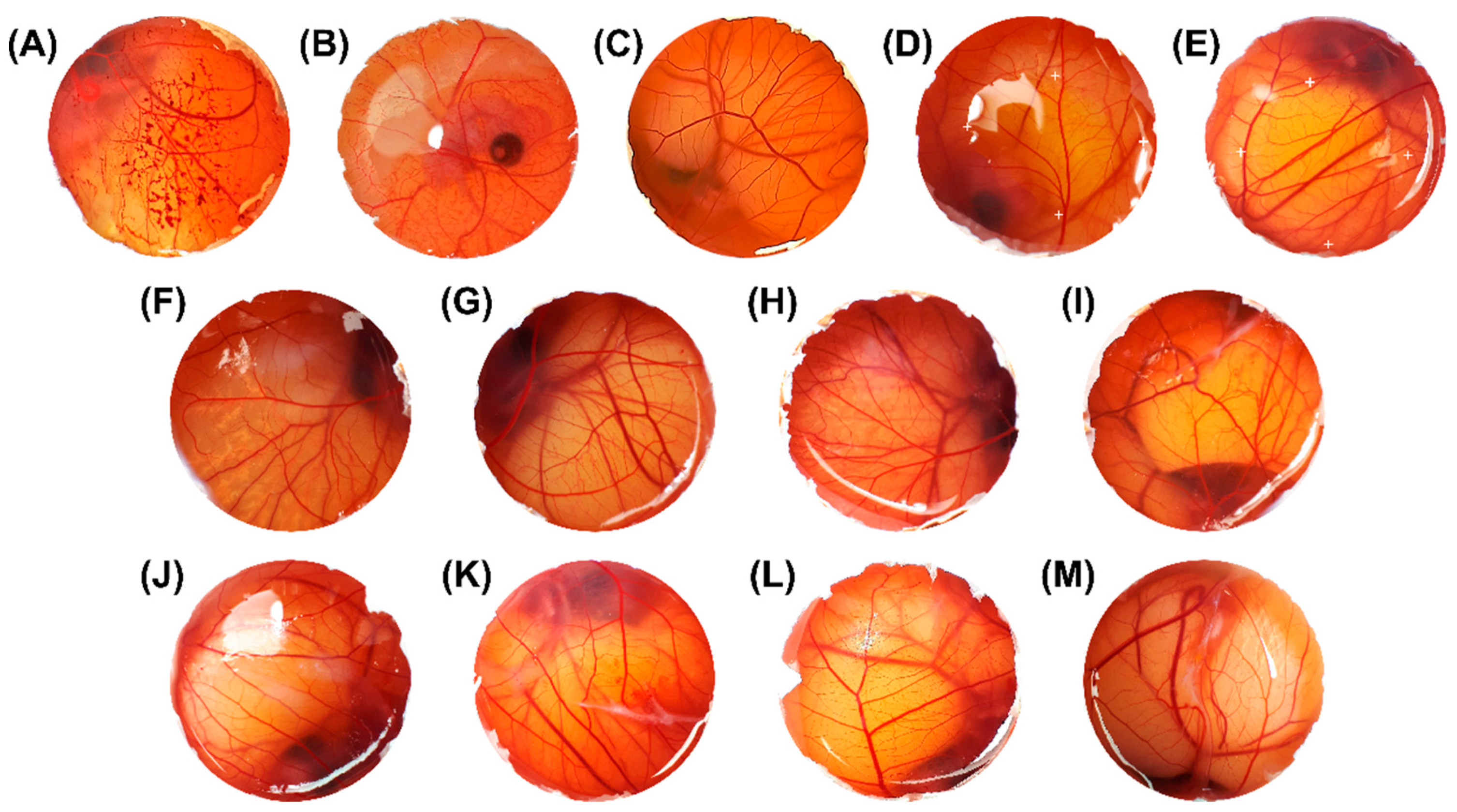 Pharmaceutics 14 02525 g011