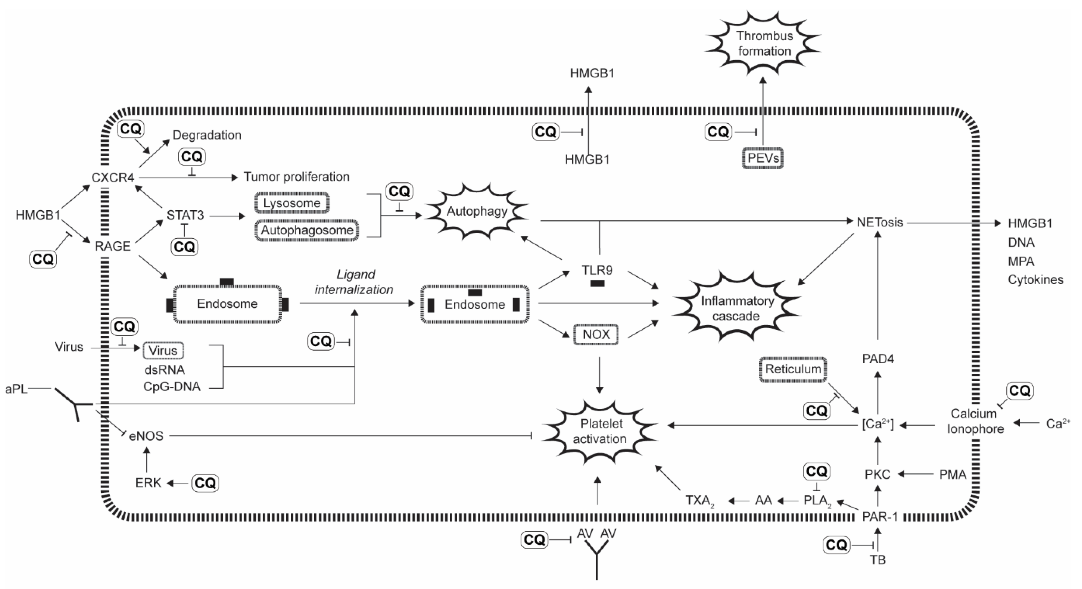 Pharmaceutics 14 02551 g002 Pharmaceutics 14 02551 g002