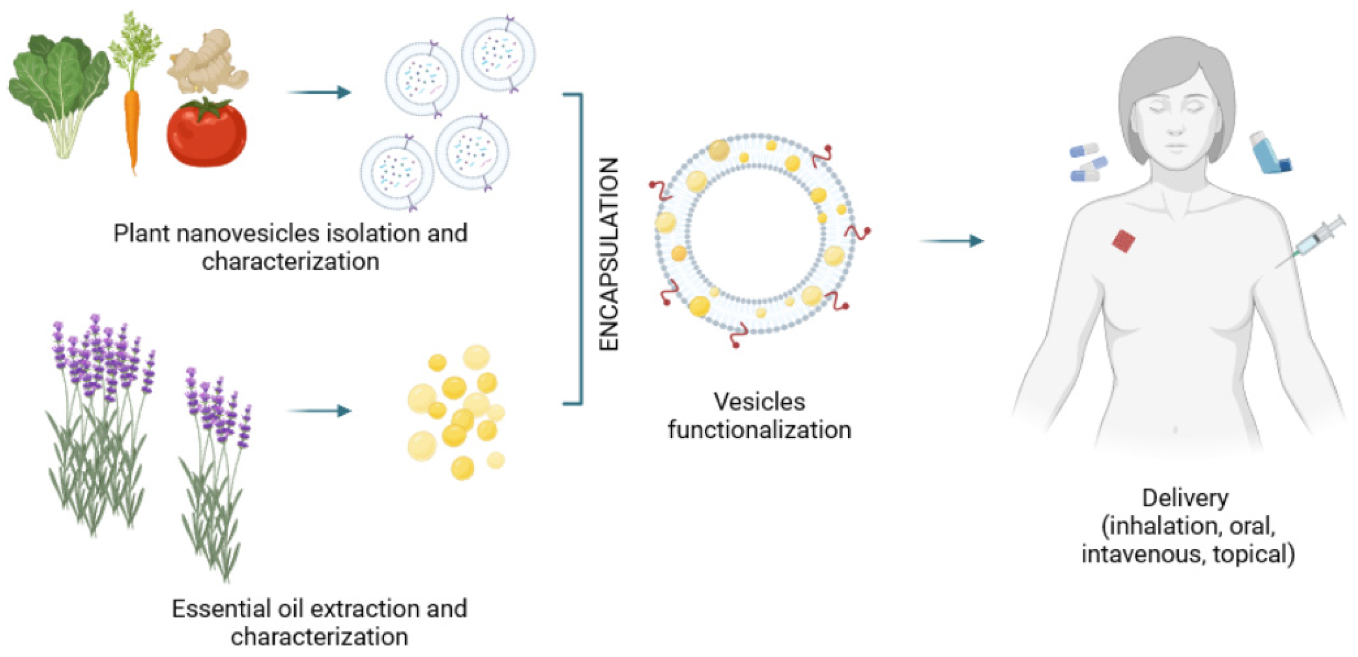 Pharmaceutics 14 02581 g002