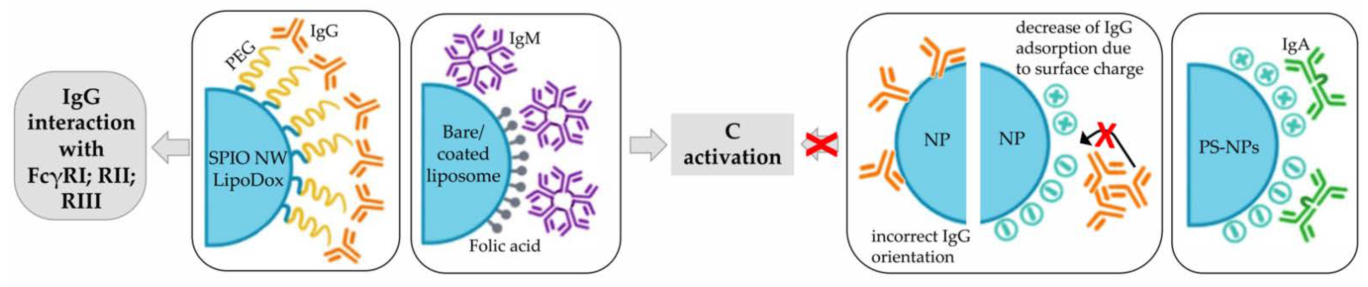 Pharmaceutics | Free Full-Text | Biological Features of Nanoparticles ...