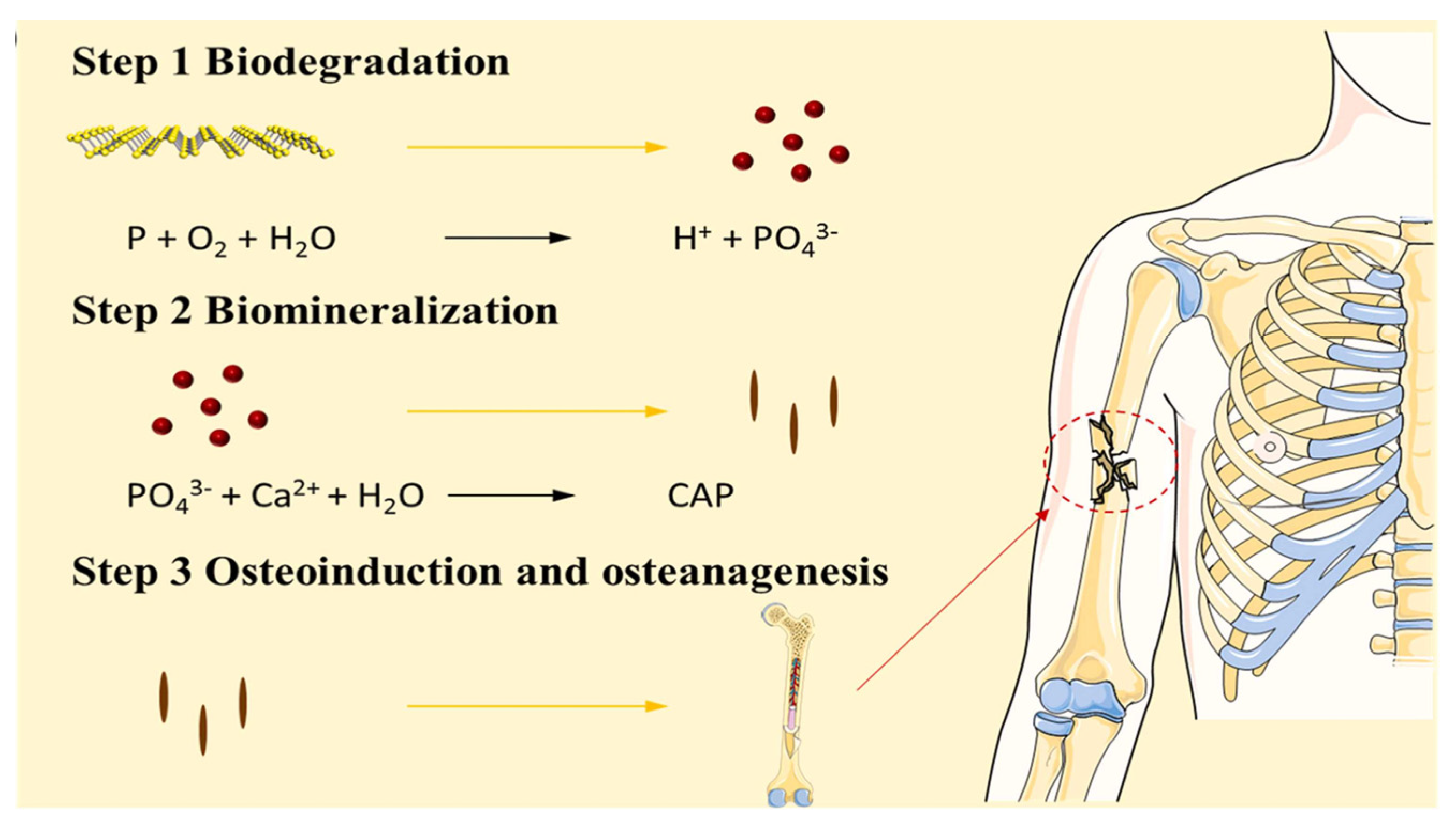 Pharmaceutics 14 02634 g002