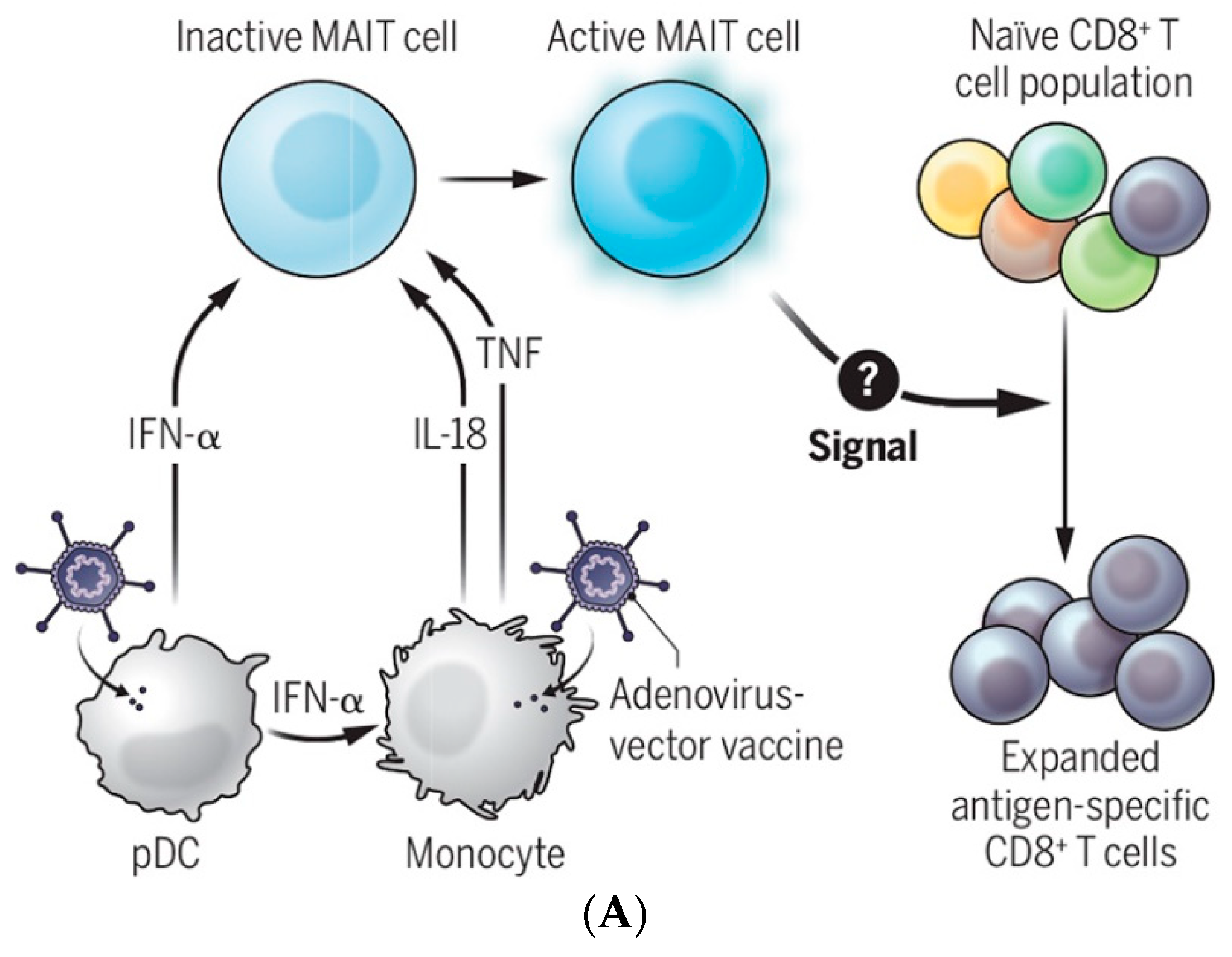 Pharmaceutics 14 02653 g006a