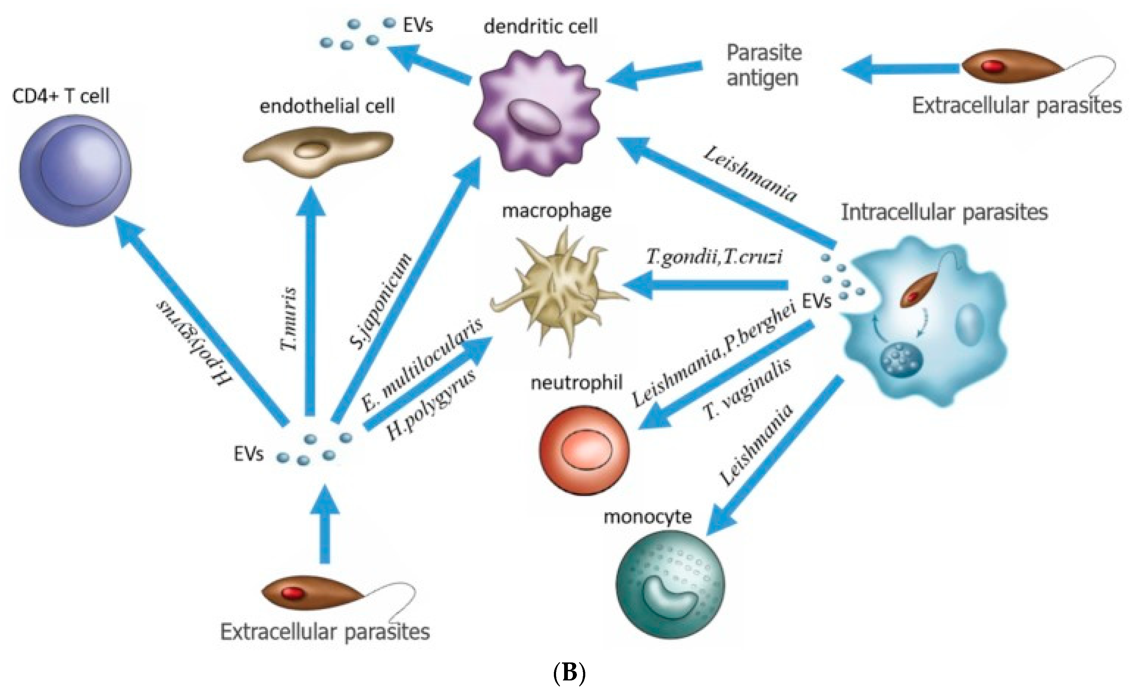 Pharmaceutics 14 02653 g006b