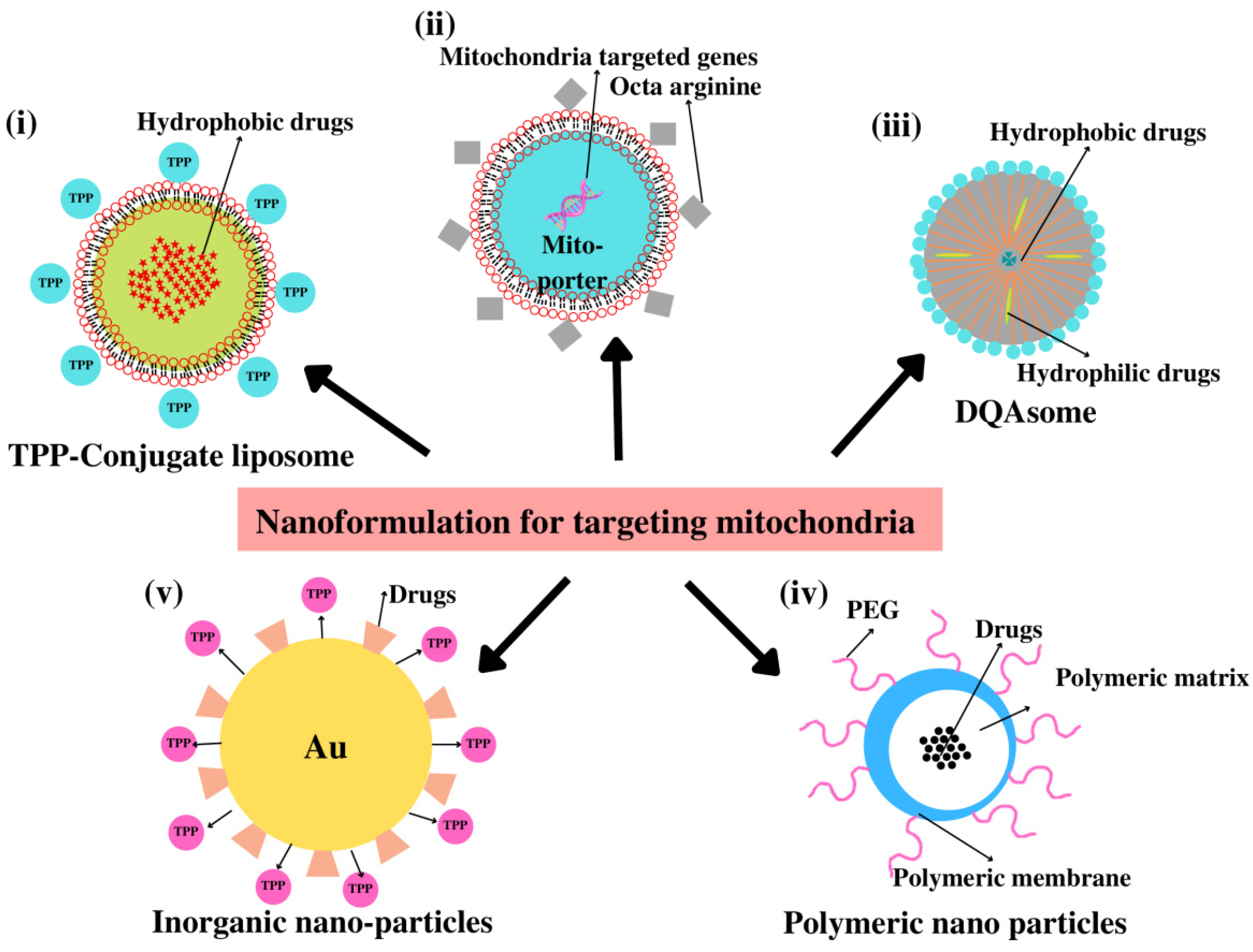 Pharmaceutics 14 02657 g005 Pharmaceutics 14 02657 g005