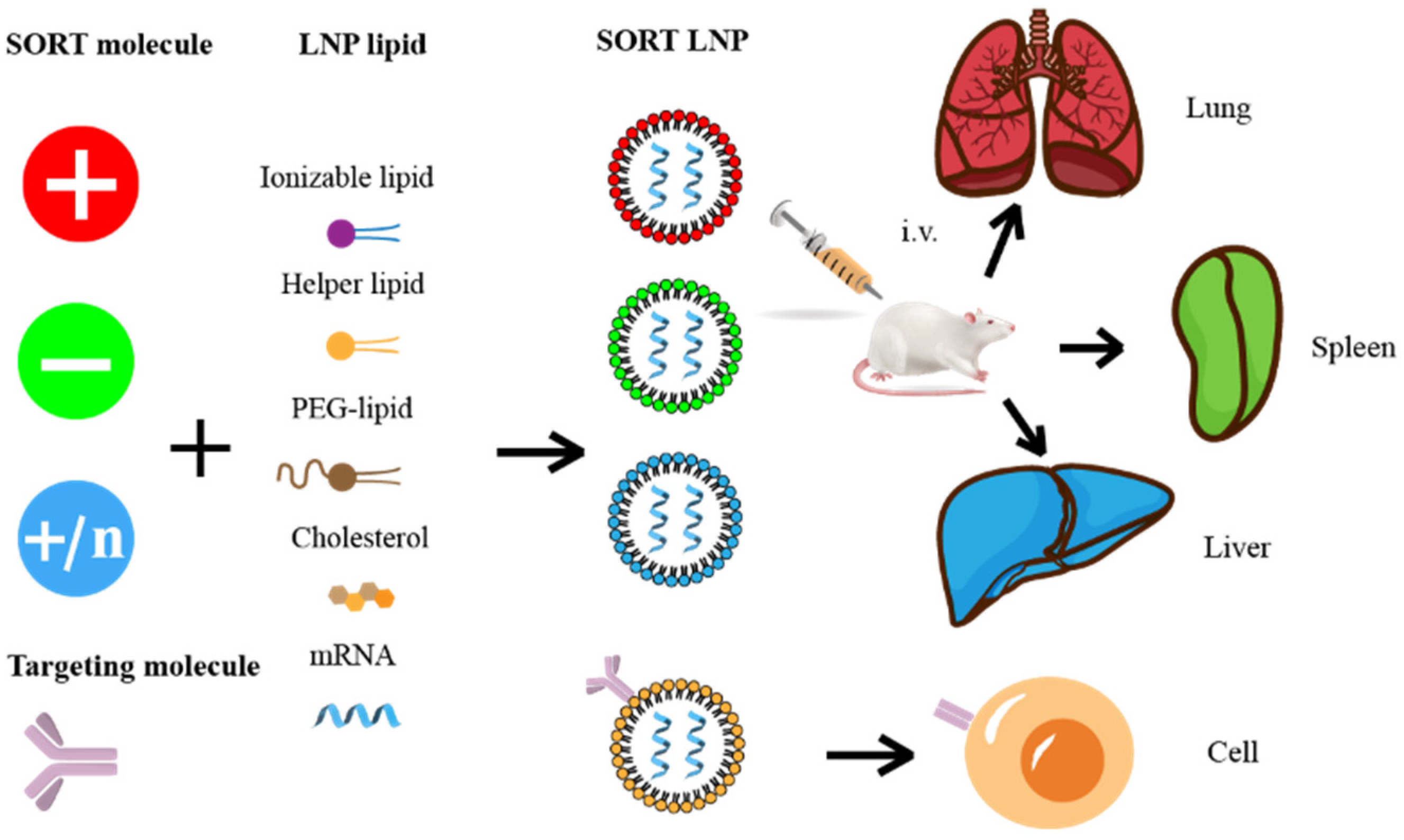Drug Delivery Products :: Phospholipids and Lipids for LNP and