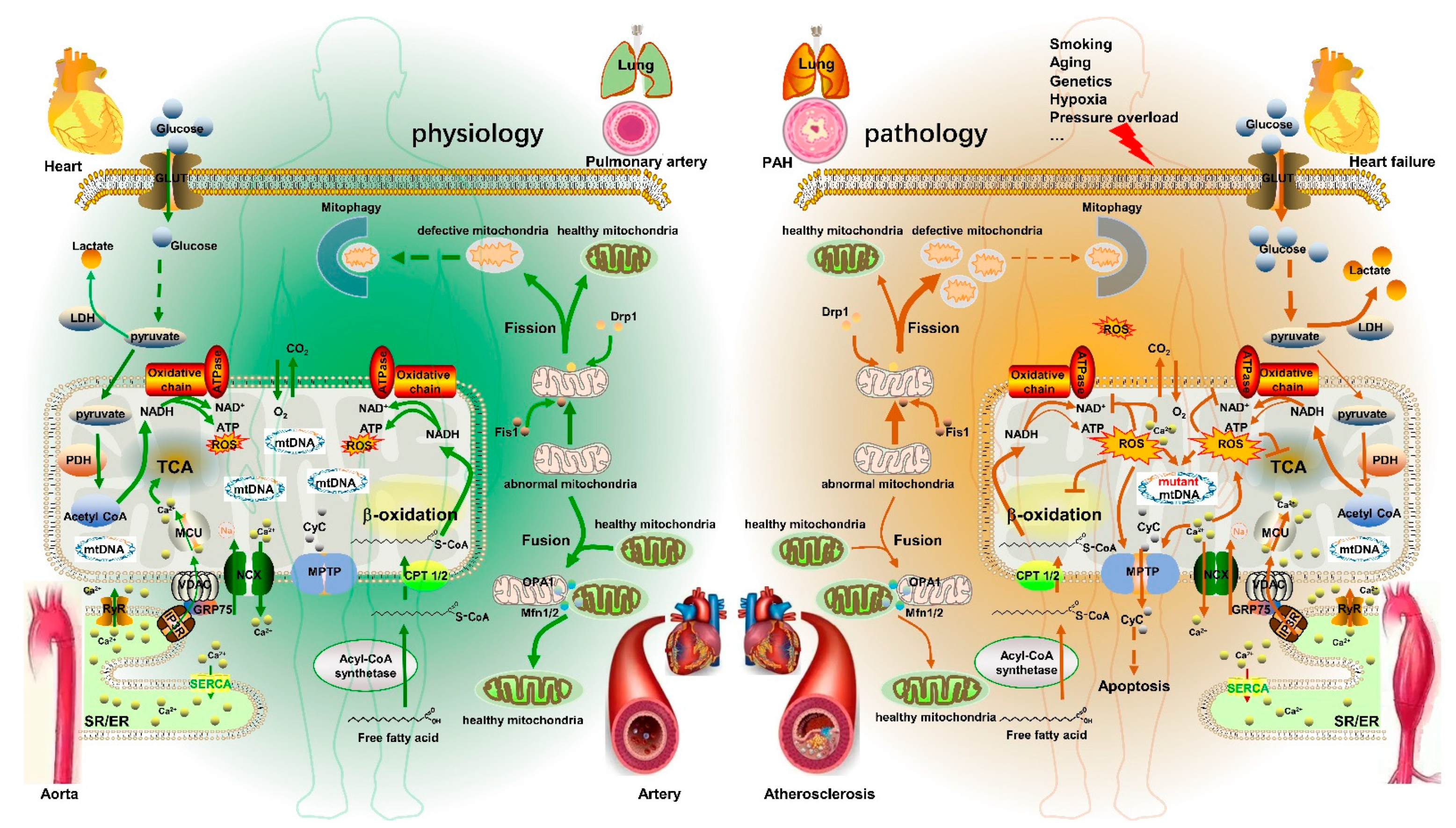 Pharmaceutics | Free Full-Text | The Therapeutic Strategies Targeting  Mitochondrial Metabolism in Cardiovascular Disease