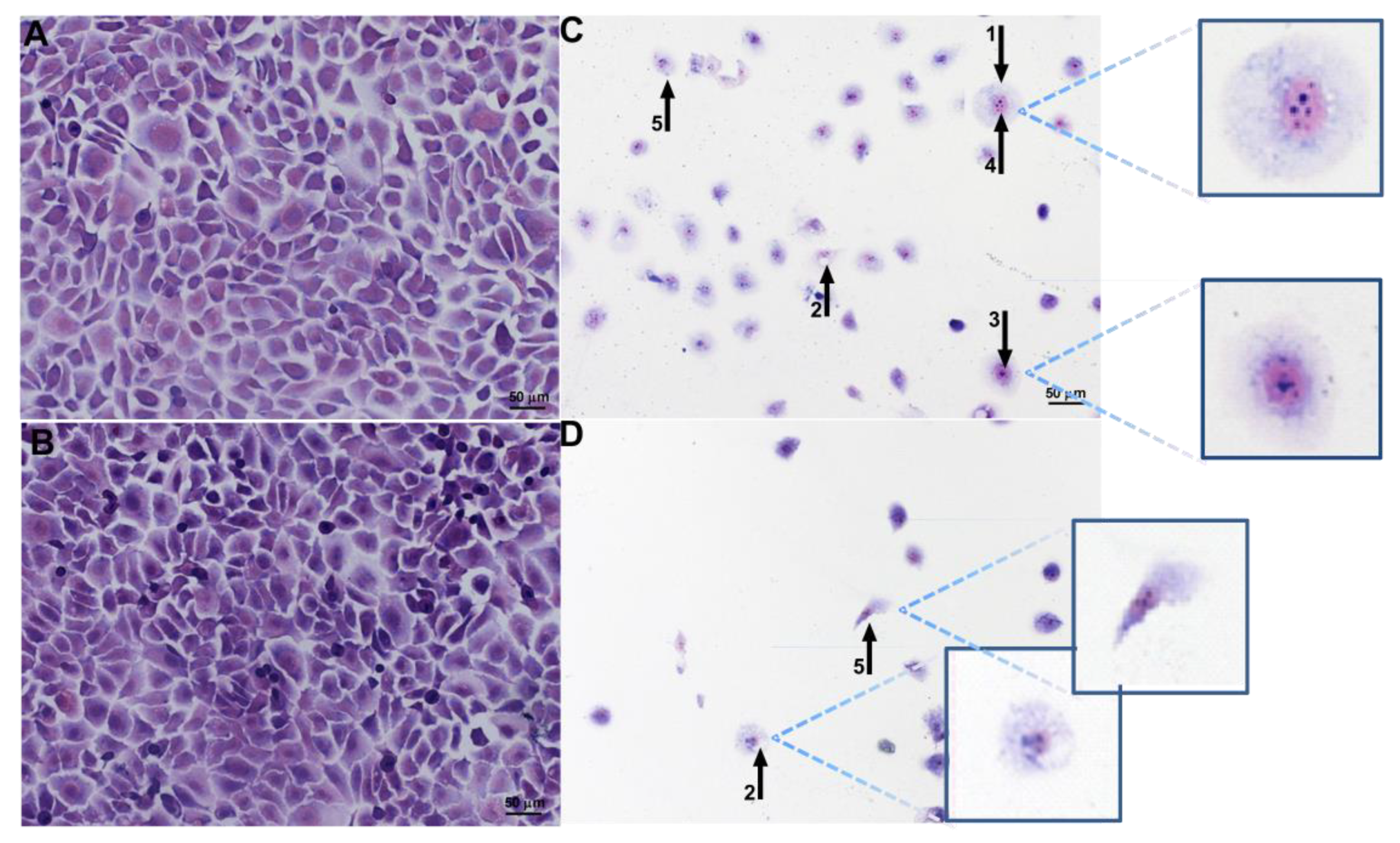 Pharmaceutics 14 02775 g008 Pharmaceutics 14 02775 g008