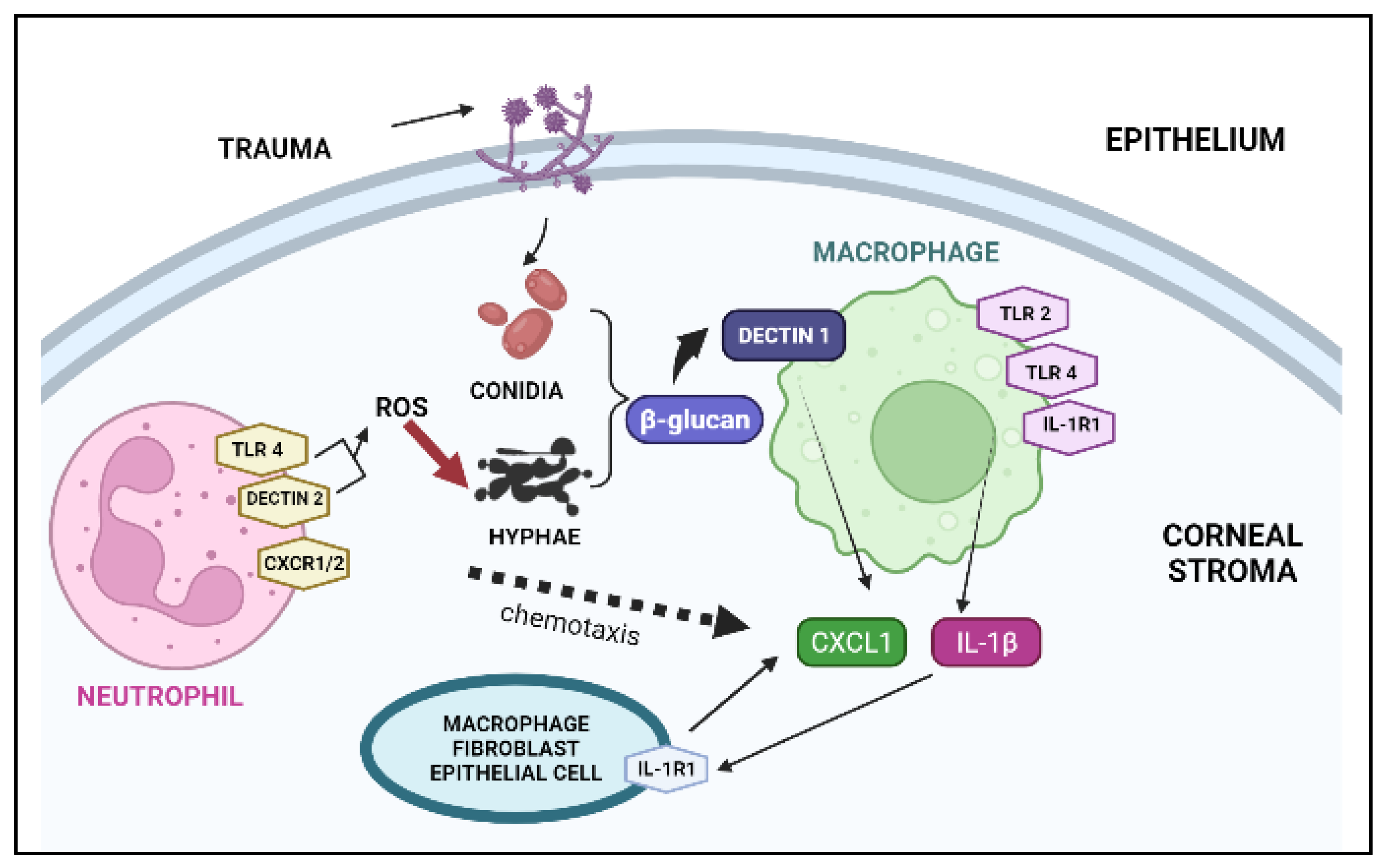 Pharmaceutics 14 02802 g001