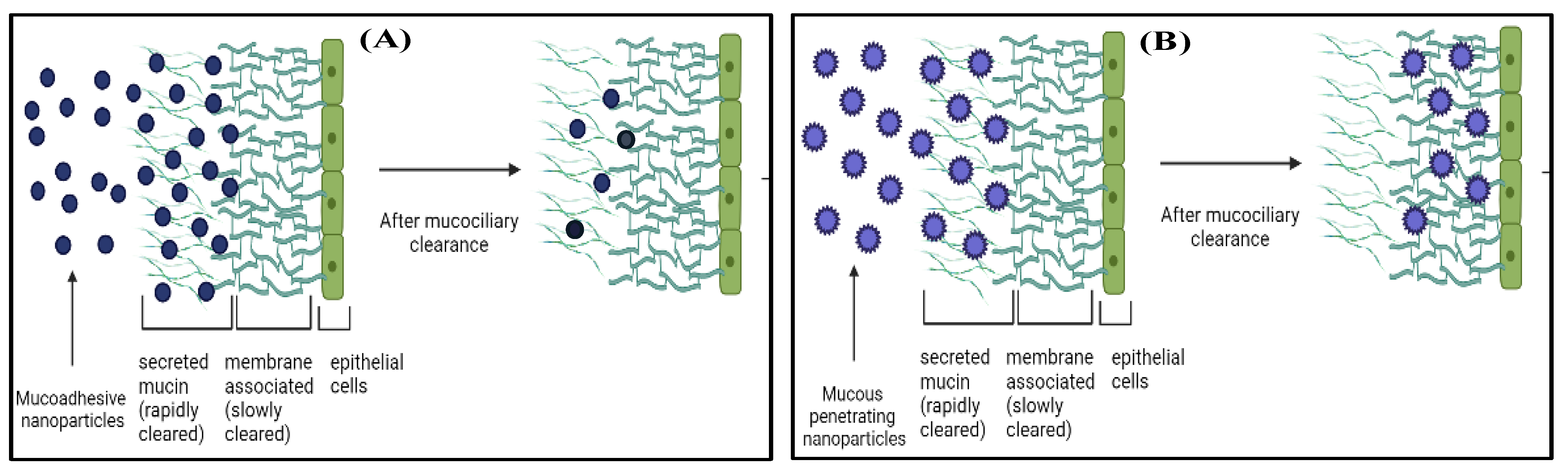 Pharmaceutics 14 02802 g002