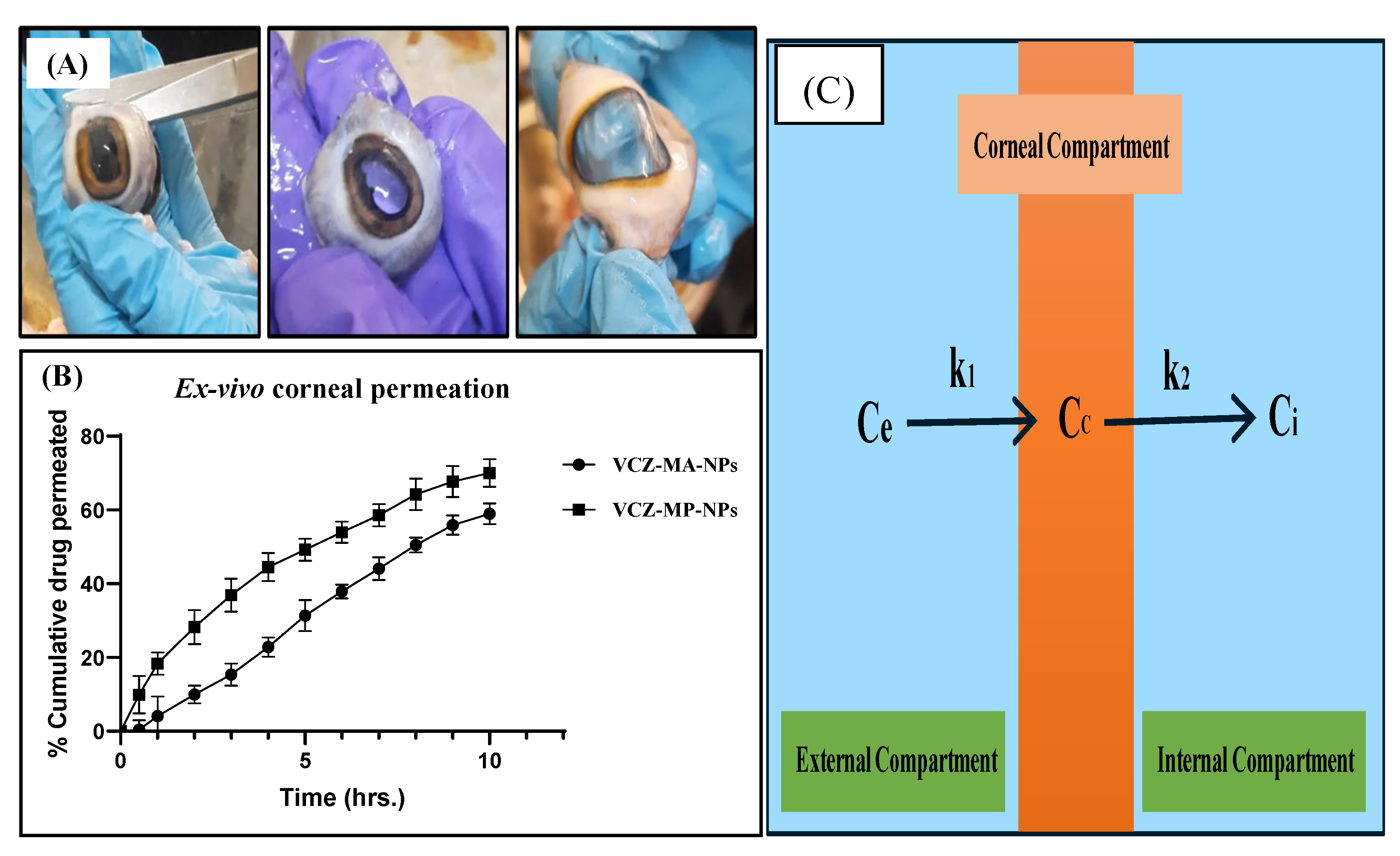 Pharmaceutics 14 02802 g011
