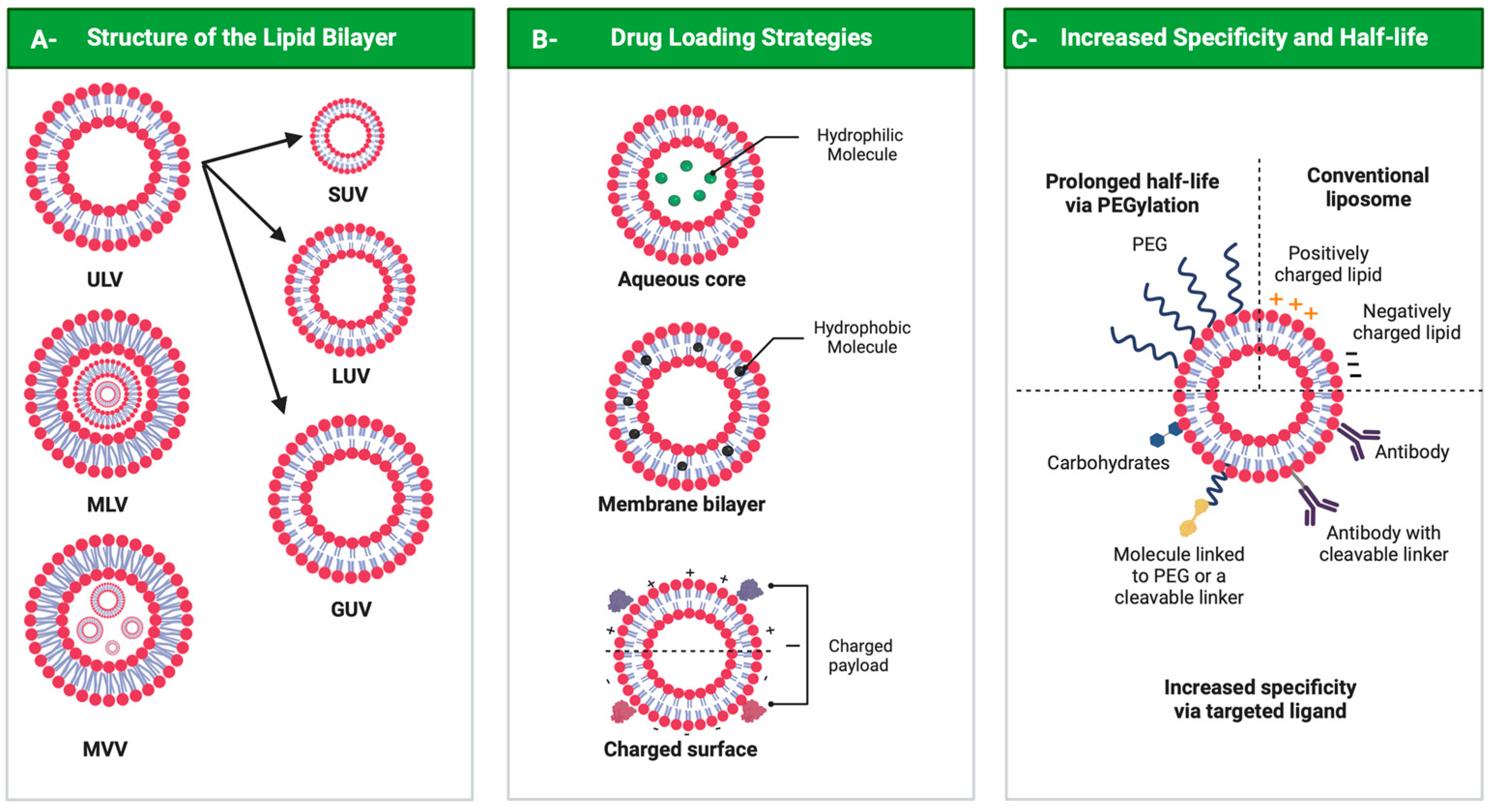 Pharmaceutics 14 02808 g004