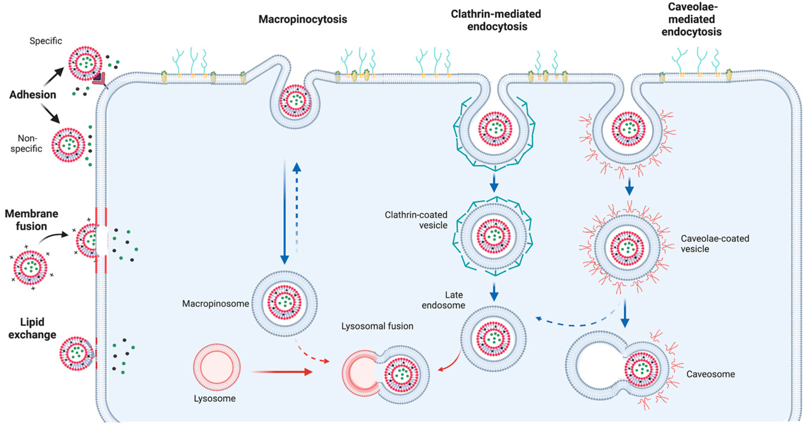 Pharmaceutics 14 02808 g005