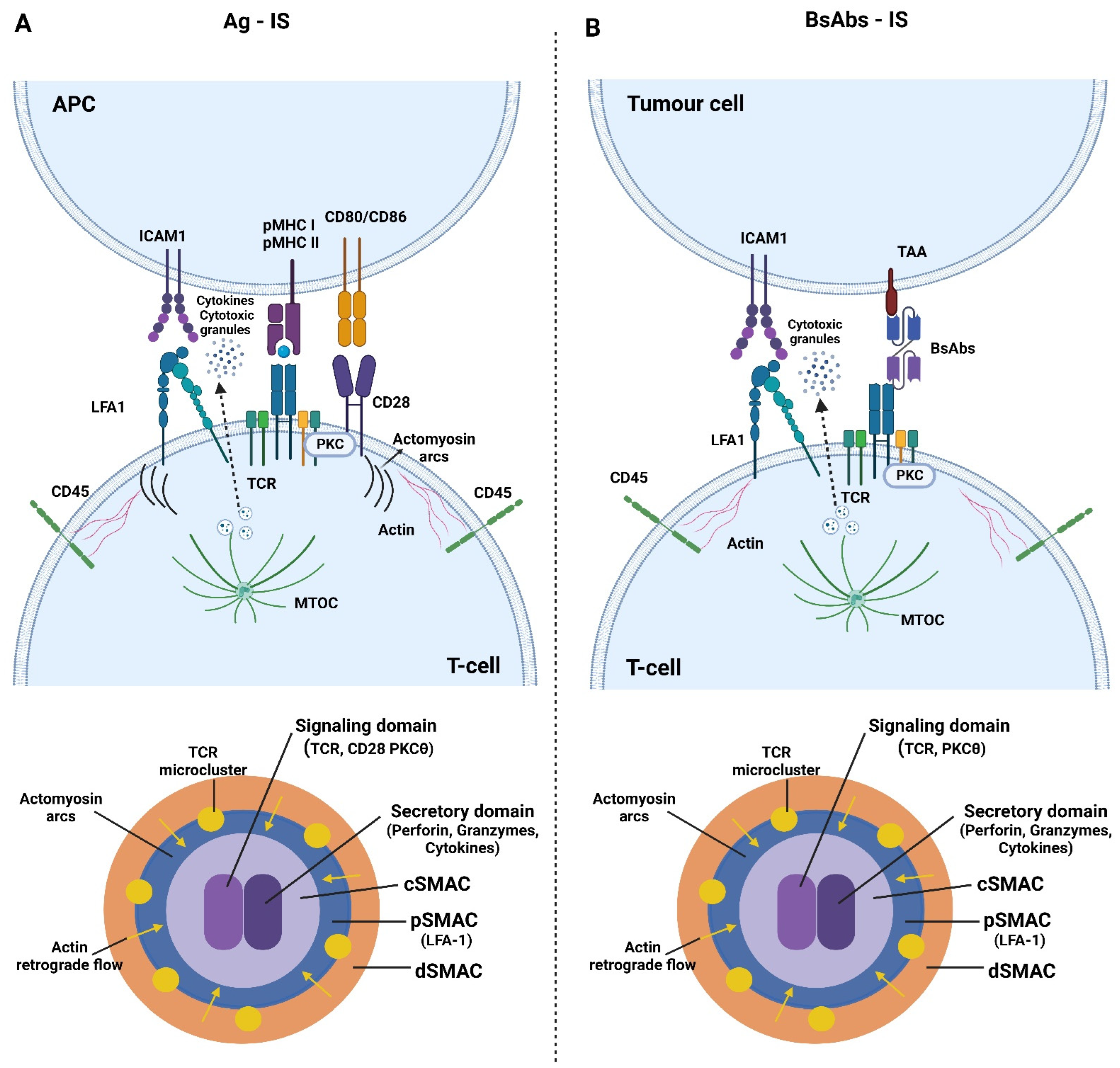 Engineered adhesion molecules drive synapse organization