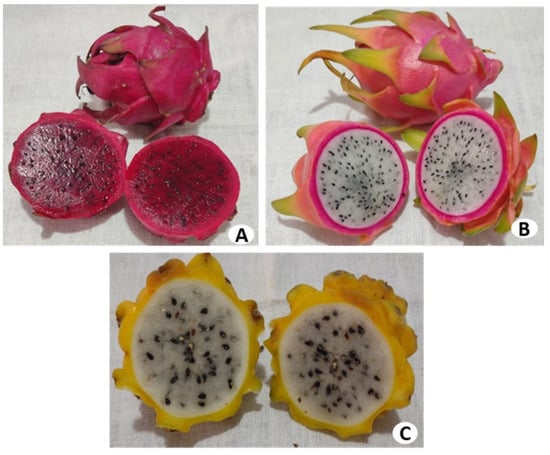 White Dragon Fruit, 1 ct - Foods Co.