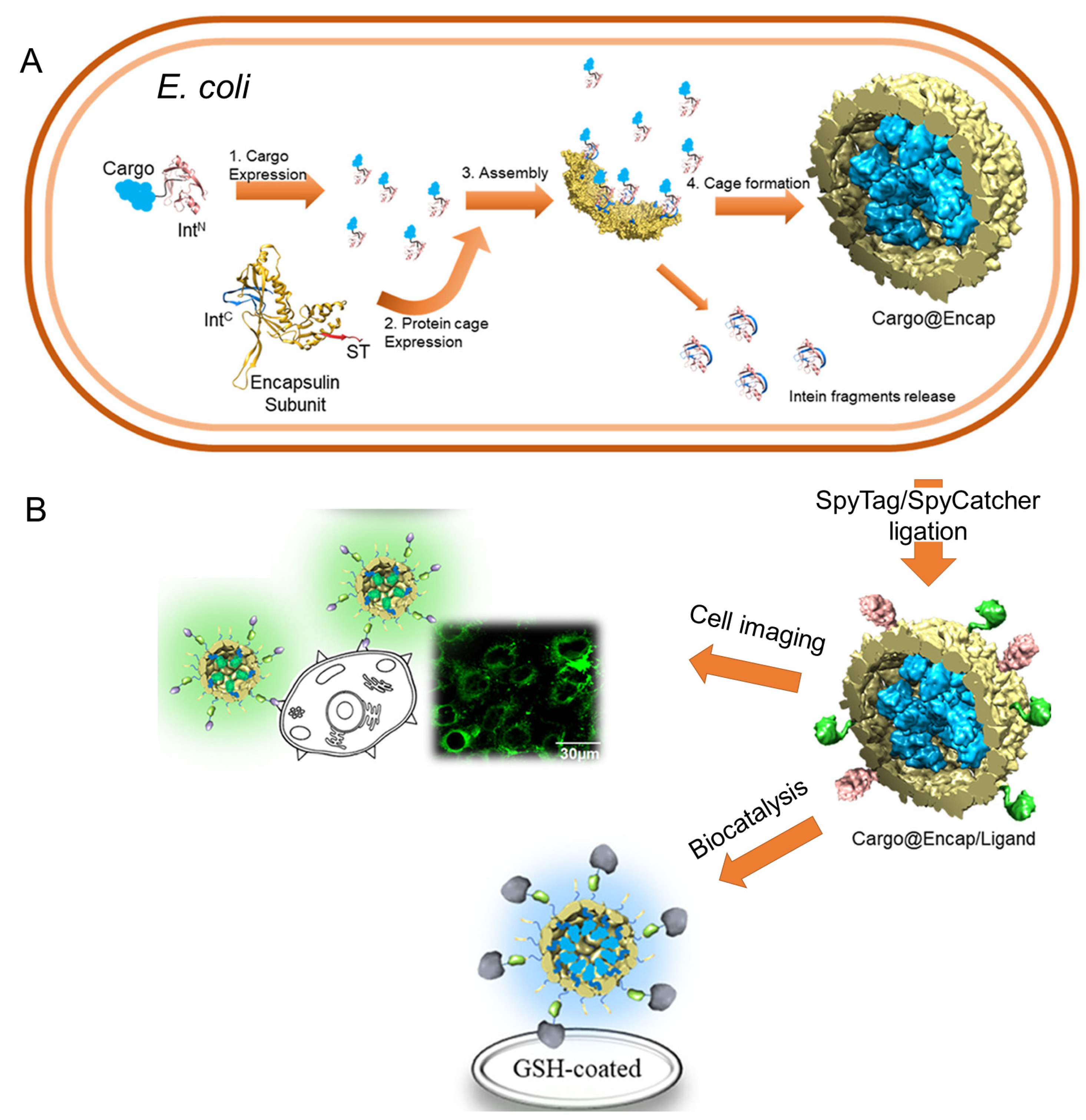 Self-Assembling VHH-Elastin-Like Peptides for Photodynamic Nanomedicine