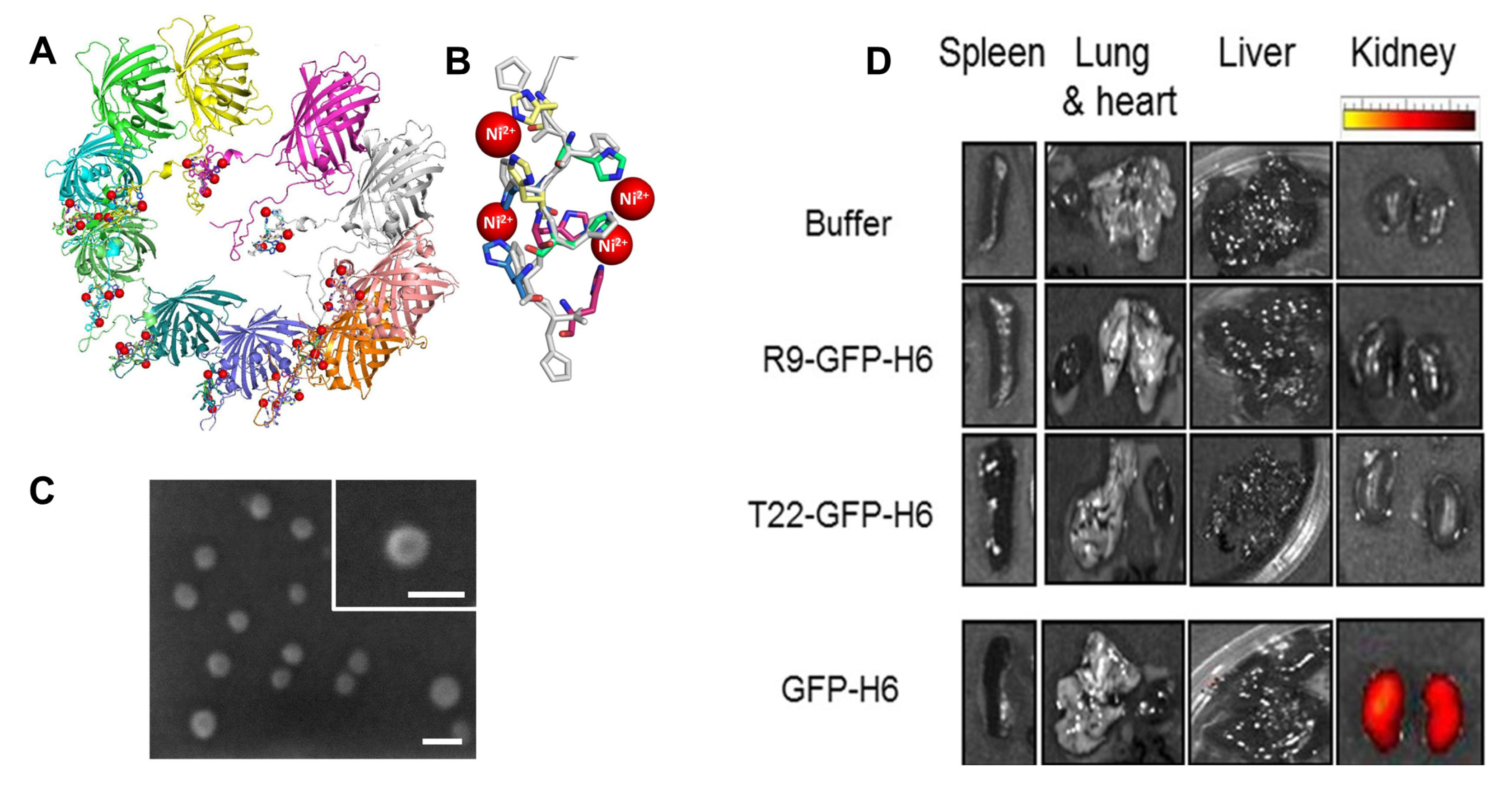 Self-Assembling VHH-Elastin-Like Peptides for Photodynamic Nanomedicine