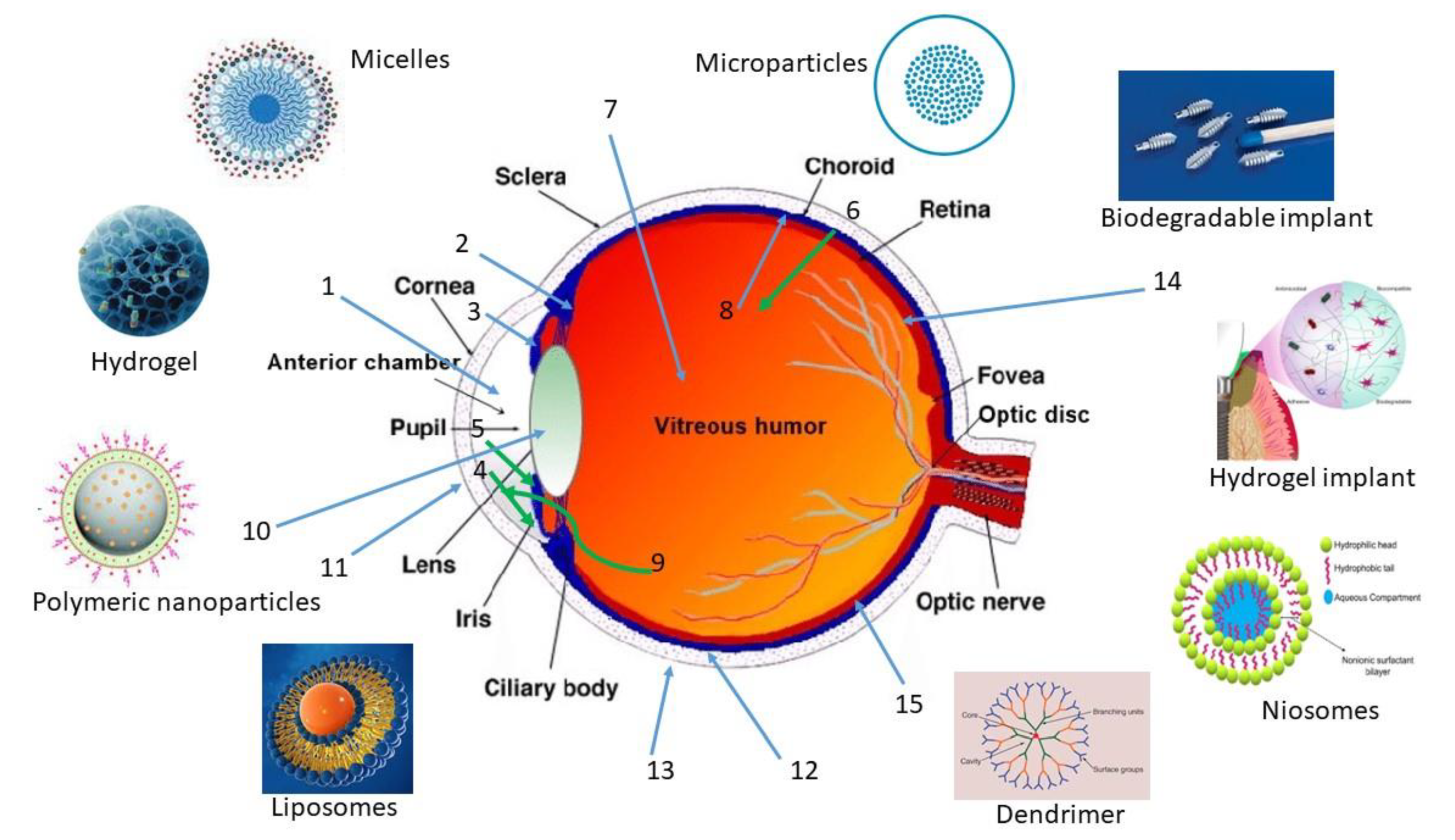 Ocular Immunology and Inflammation: Vol 31, No 6