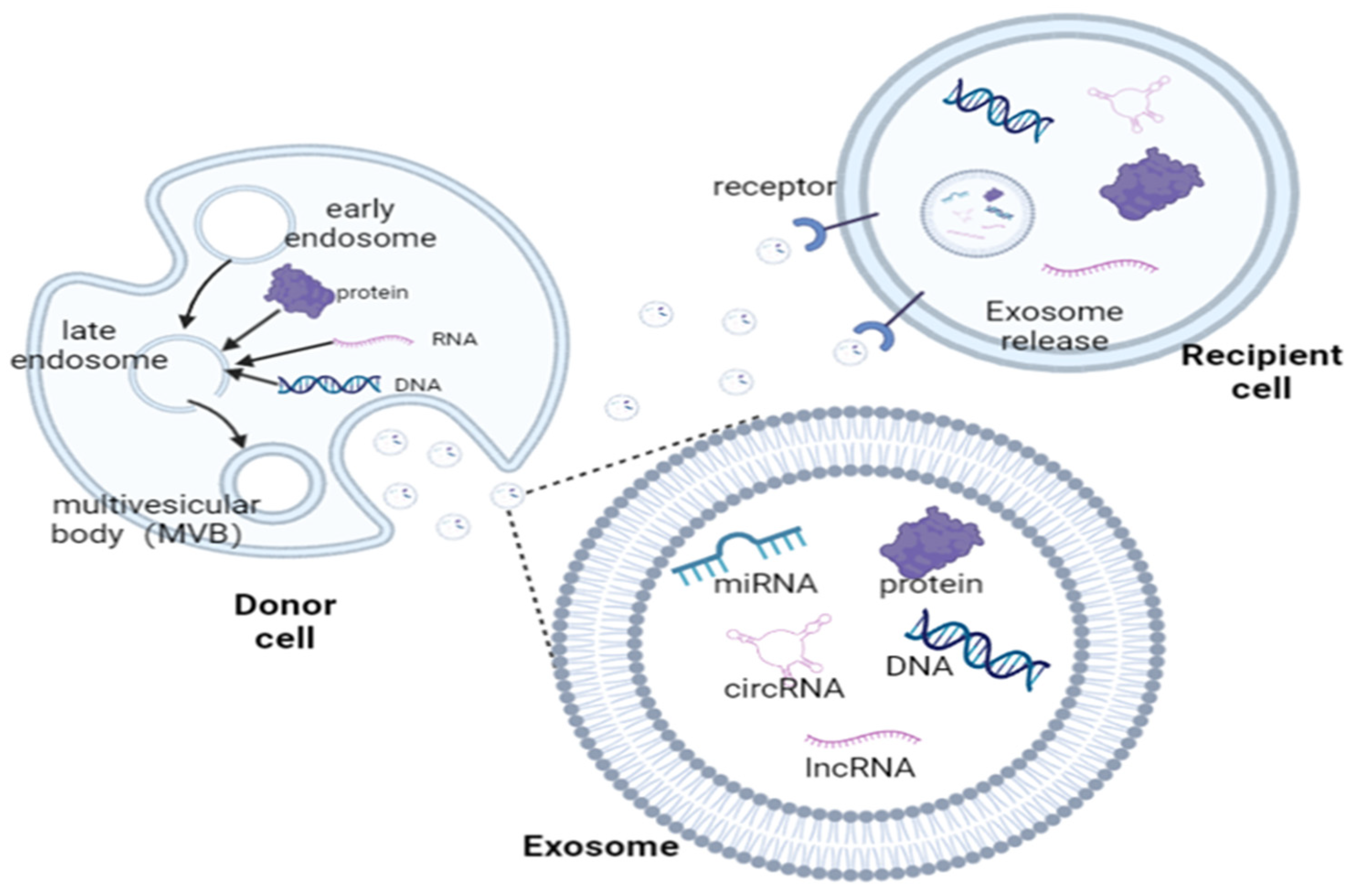 Pharmaceutics | Free Full-Text | Advances in the Study of Exosomes