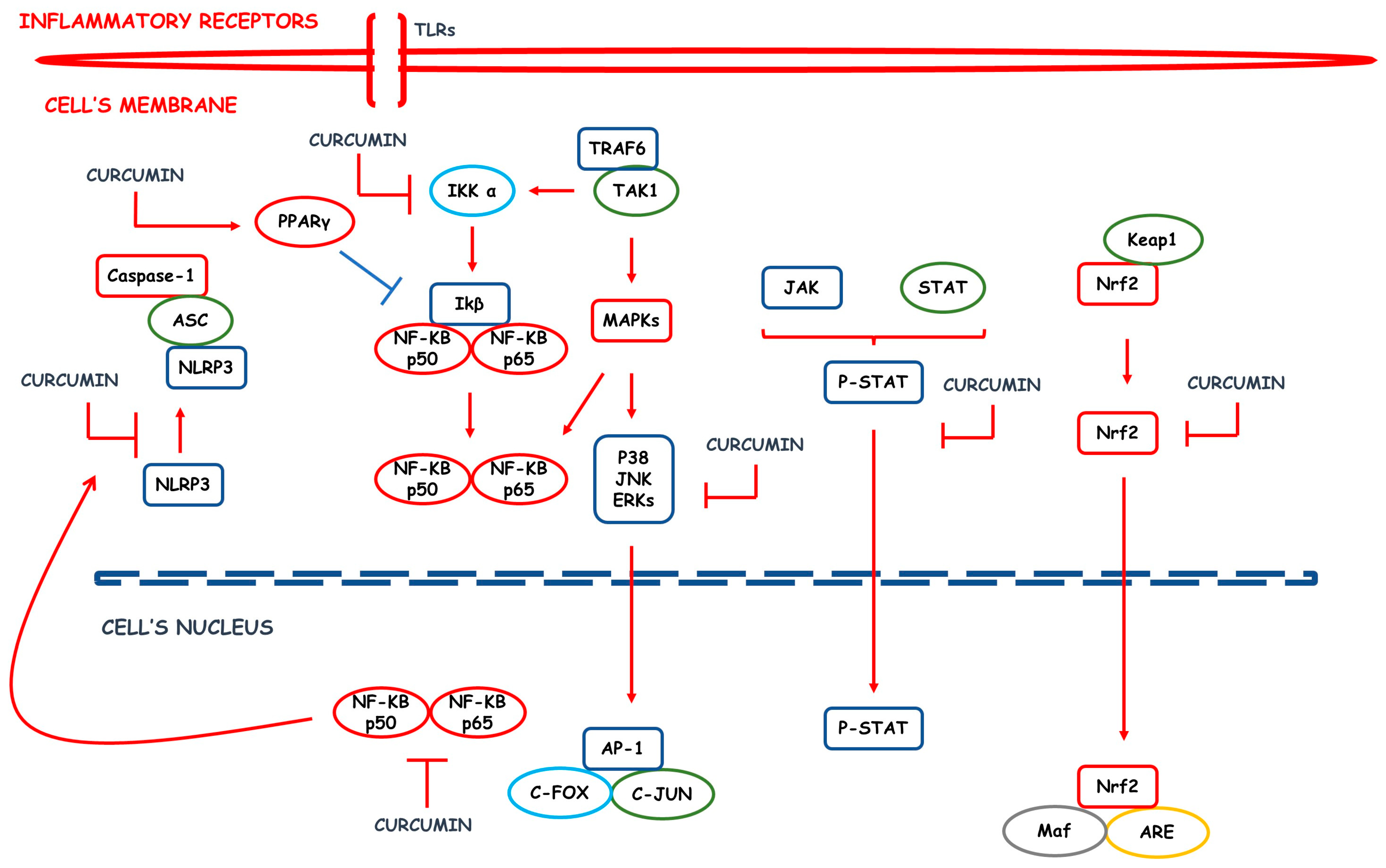 Pharmaceutics 15 00229 g002 Pharmaceutics 15 00229 g002