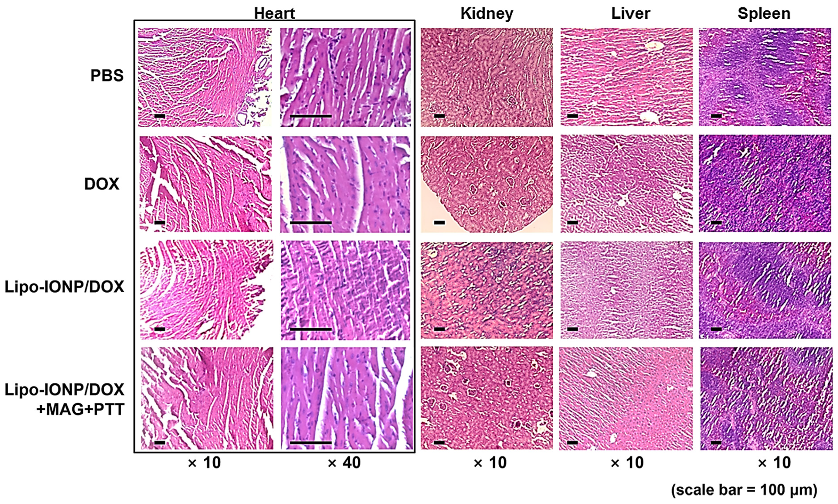 Pharmaceutics 15 00292 g010