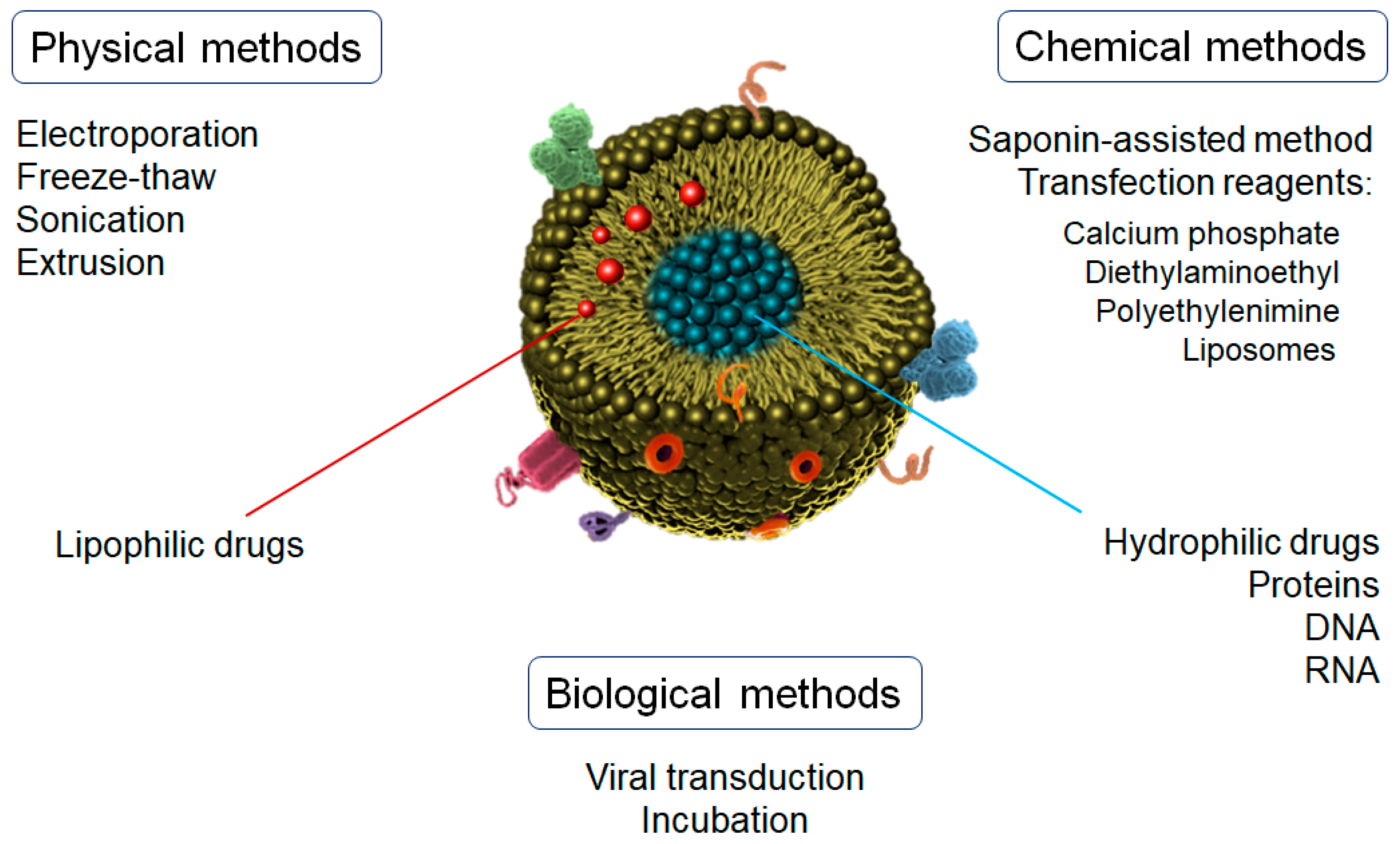 Pharmaceutics 15 00298 g003 Pharmaceutics 15 00298 g003