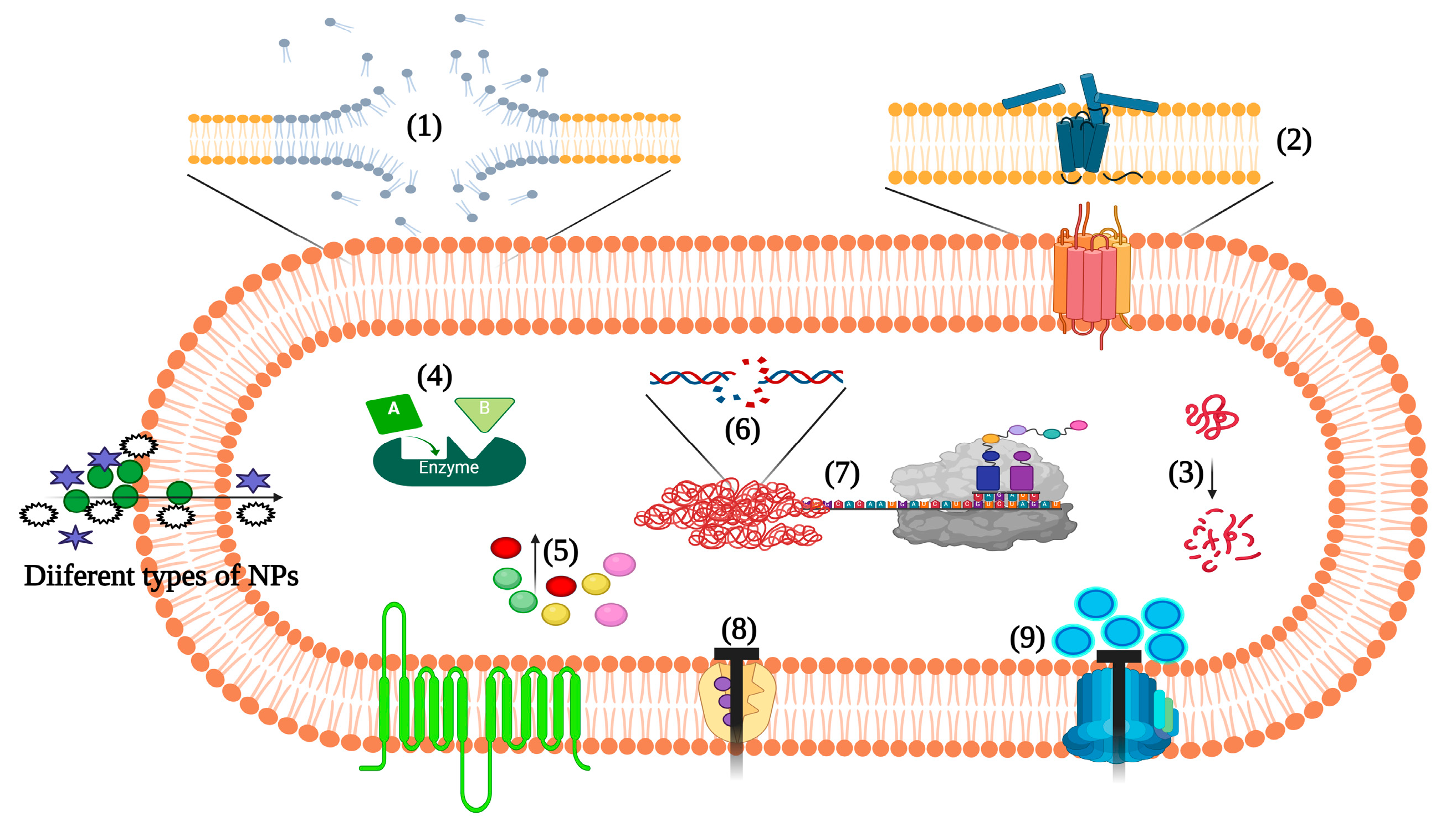 Pharmaceutics 15 00310 g003