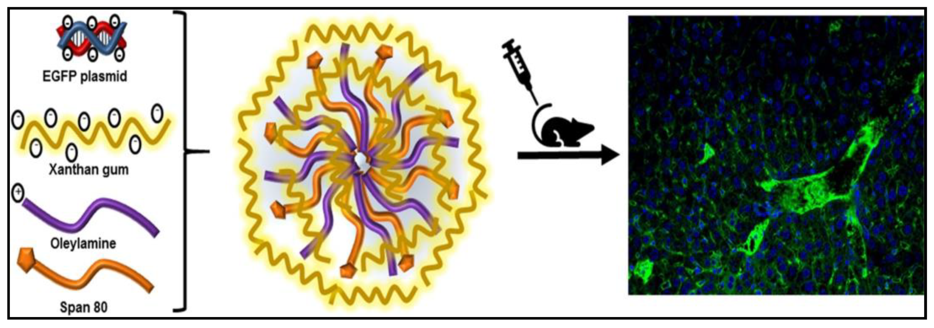 Pharmaceutics 15 00402 g005