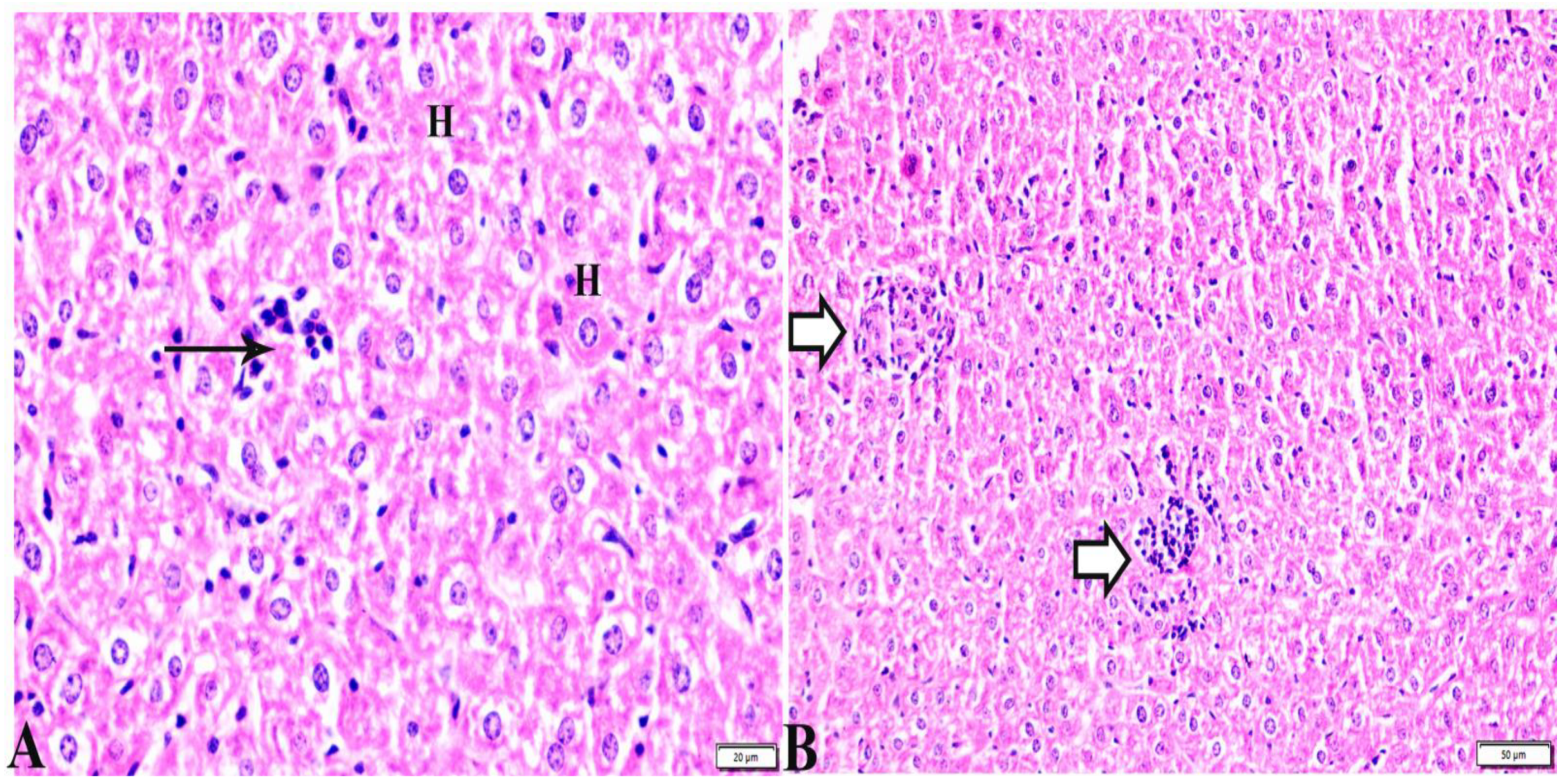 Pharmaceutics 15 00478 g004 Pharmaceutics 15 00478 g004